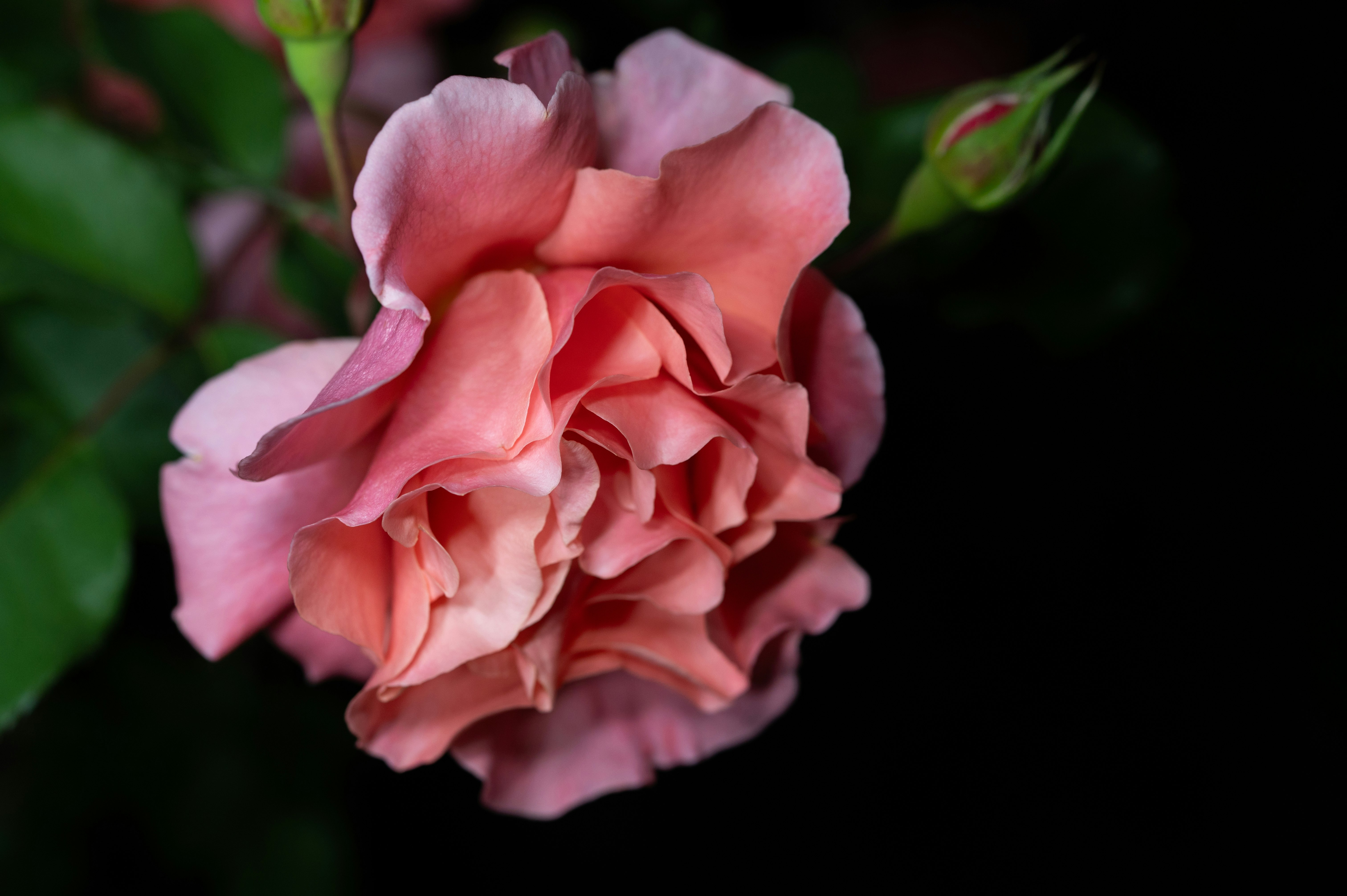 ピンクのバラの花びらが寄り添うクローズアップ