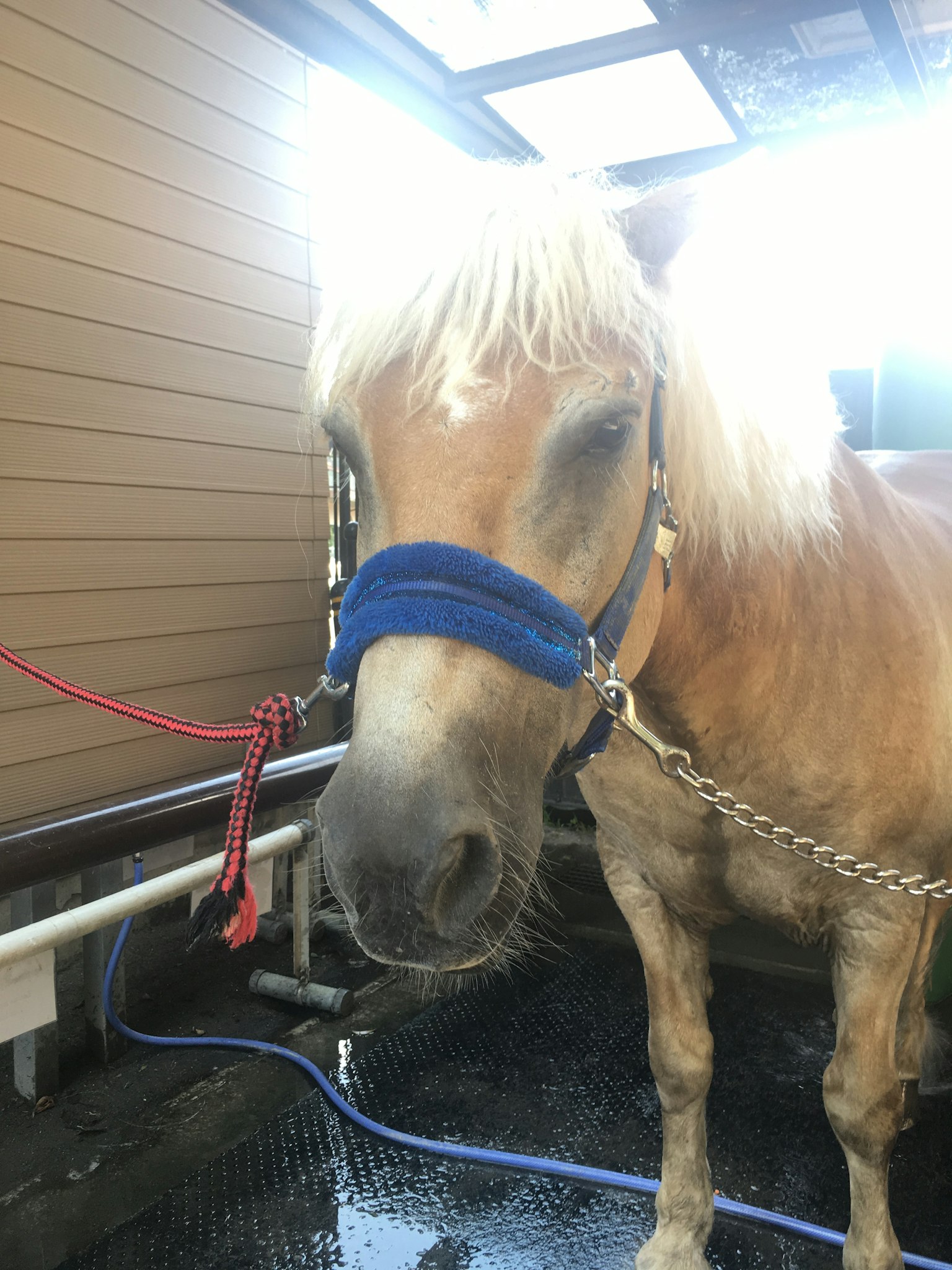 Close-up of a golden horse with a blue halter tied up