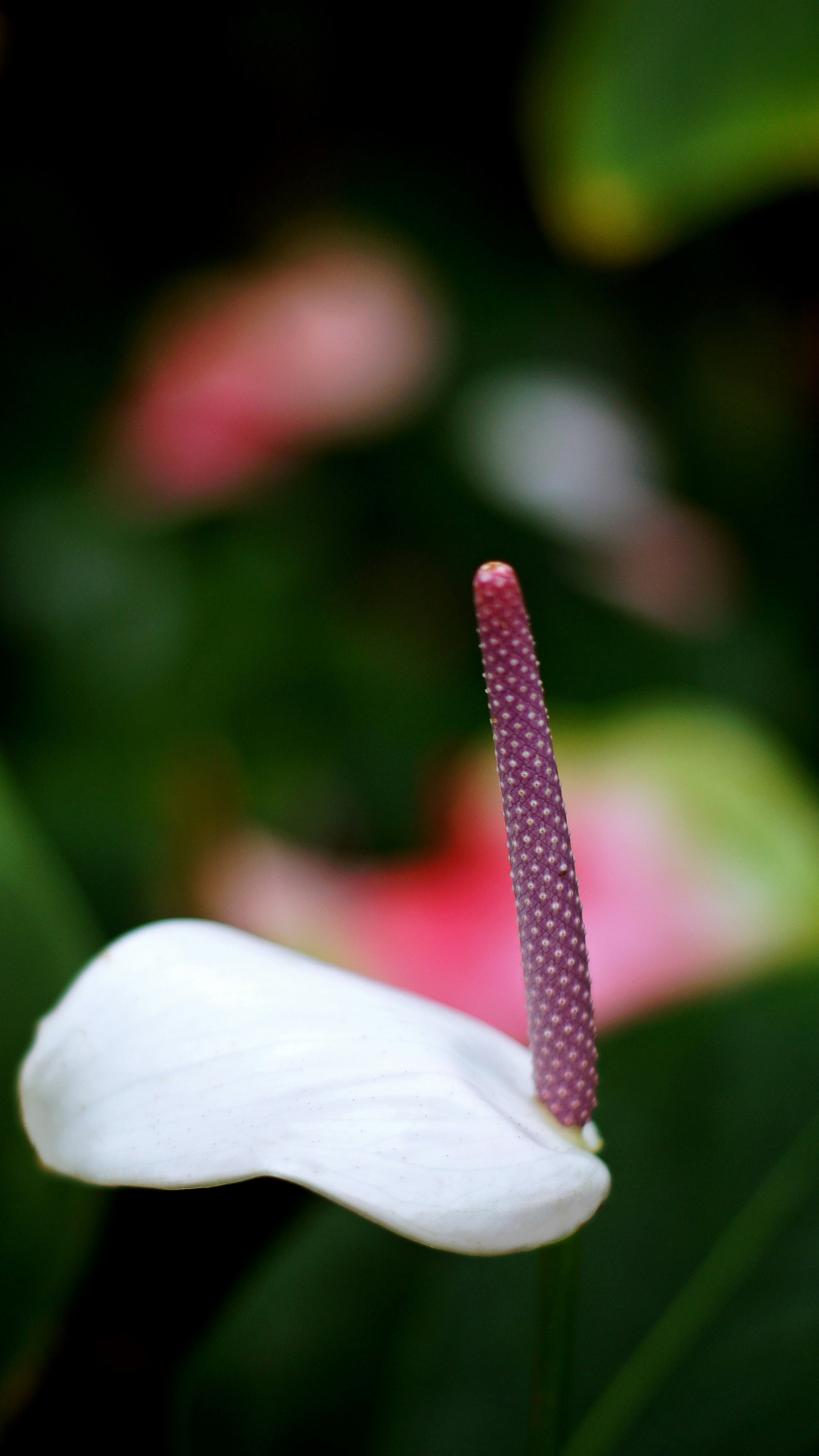 Macro de flor de anturio y capullo