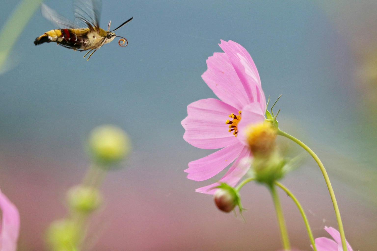 Un'ape in volo vicino a un fiore rosa con uno sfondo sfocato
