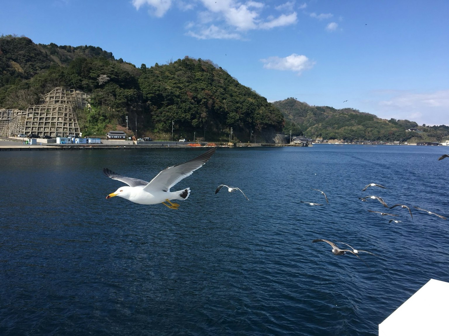 Möwen fliegen über das Wasser unter einem blauen Himmel