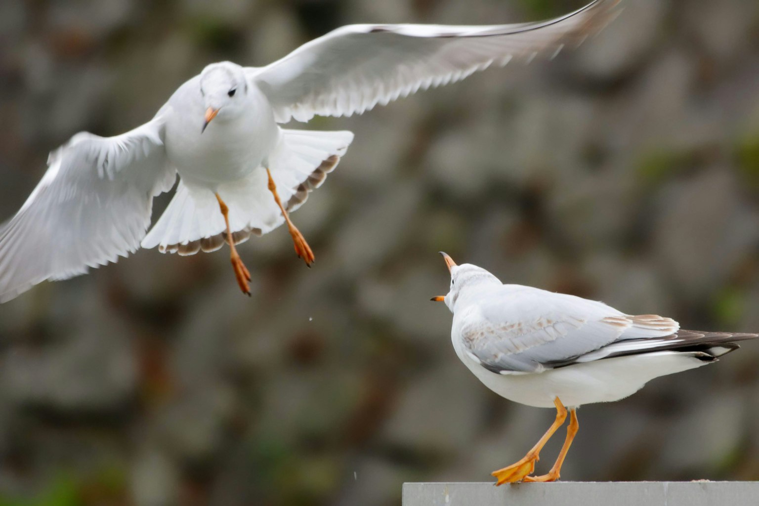 Dos gaviotas interactuando, una en vuelo y otra en el suelo