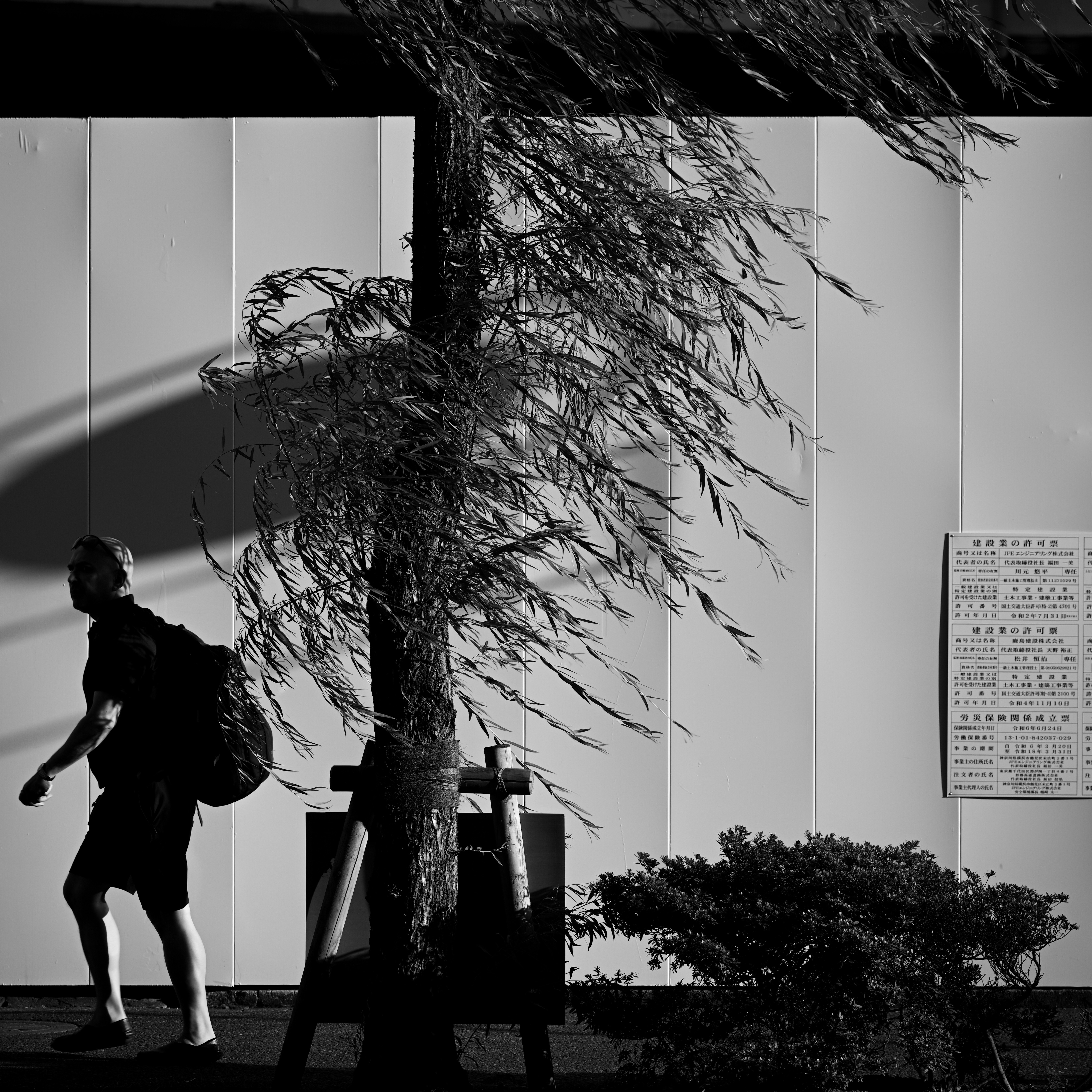 西陽の光が差す壁際で揺れる柳と歩行者のモノクロ風景