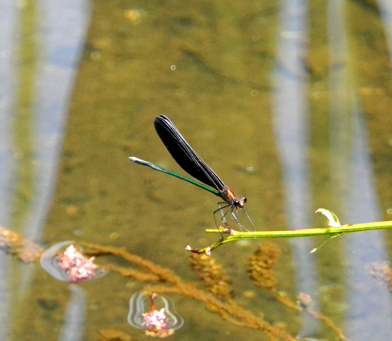 Una bella libellula posata su un gambo verde sopra la superficie dell'acqua con ali nere e blu