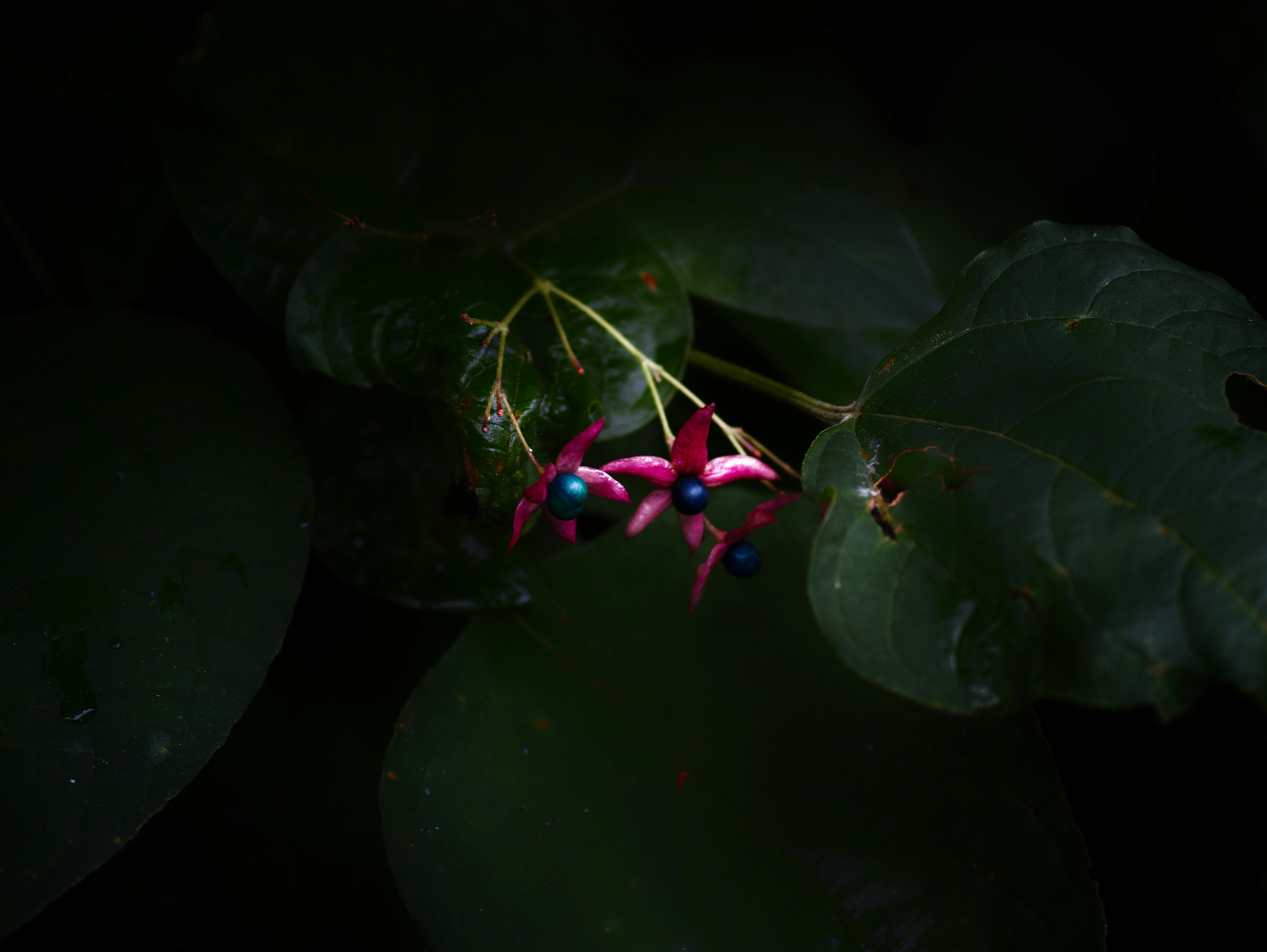 葉に寄り添う紫の実と青い粒の植物