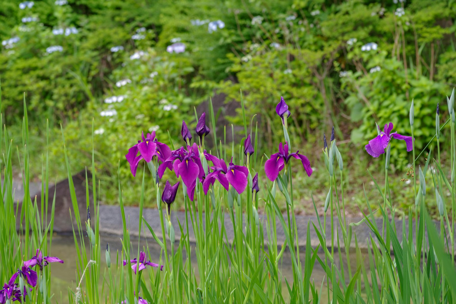 Purple flowers blooming in a green landscape with a water edge