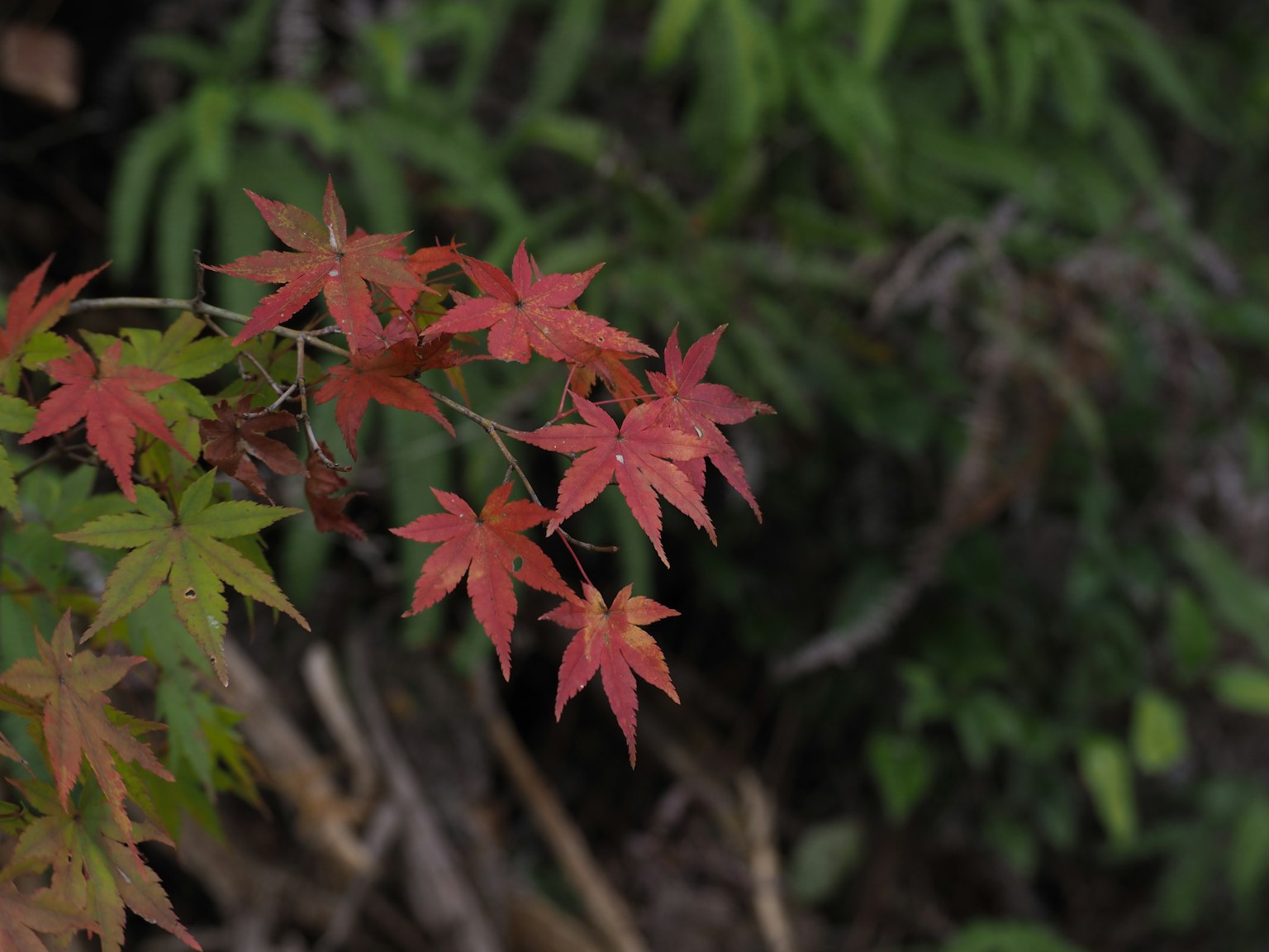 Branch of red maple leaves with a green background