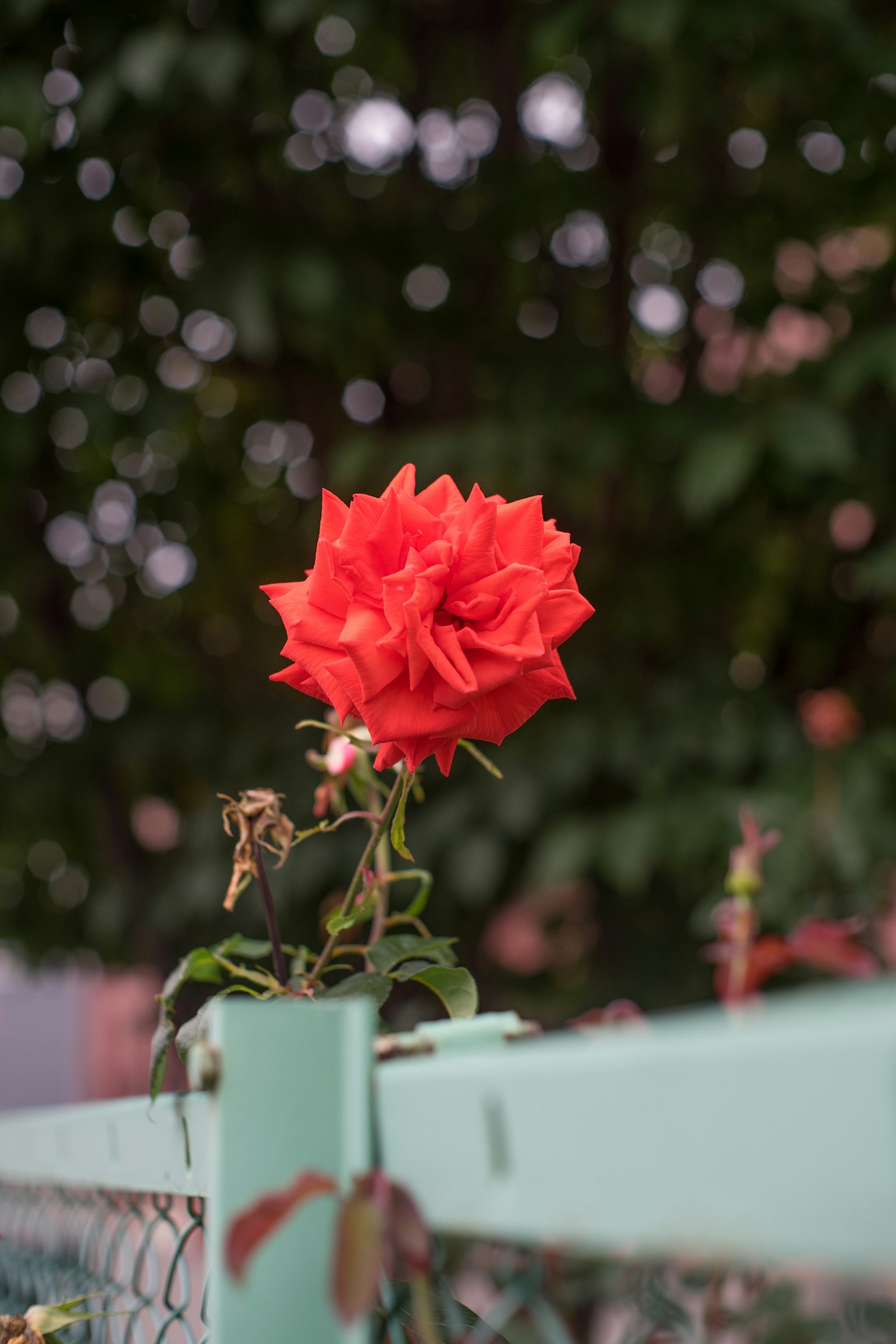 Rosa rossa che fiorisce su una recinzione verde