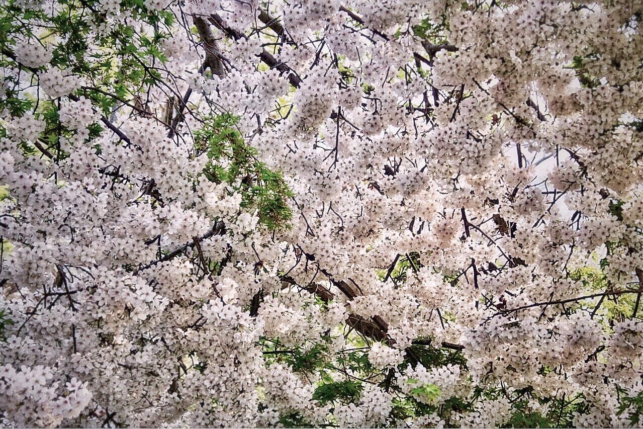 満開の桜の木の花びらが広がる春の風景