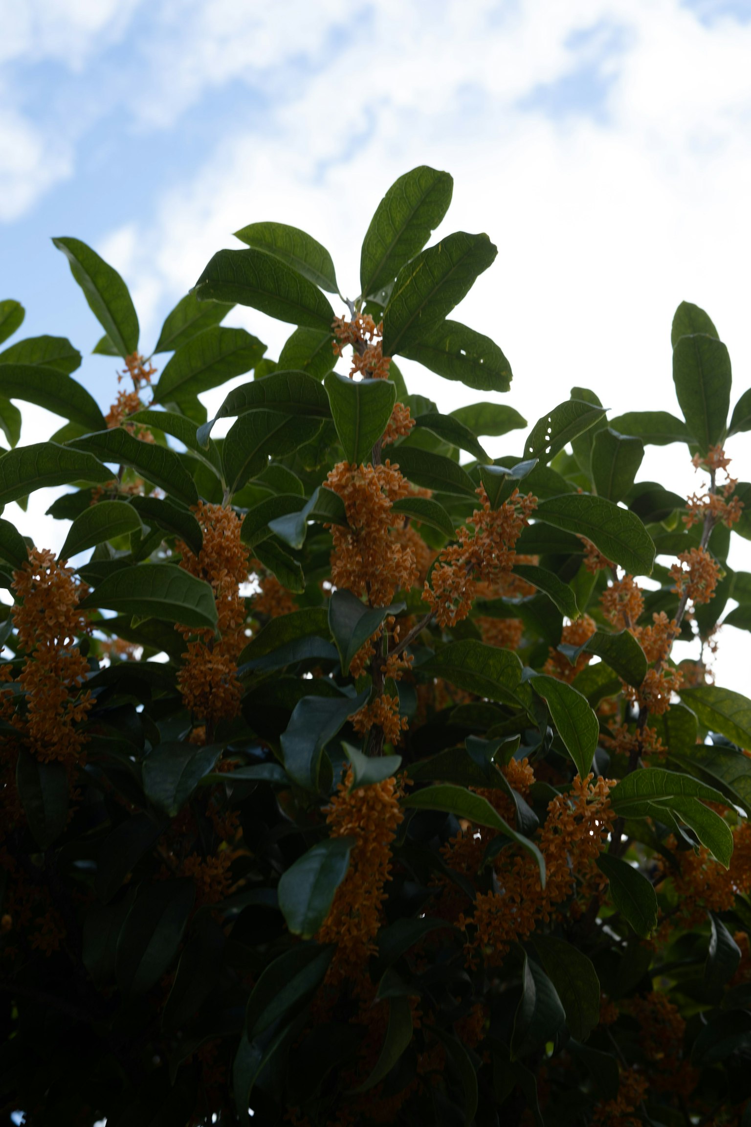 Sweet osmanthus flowers blooming under a blue sky with green leaves