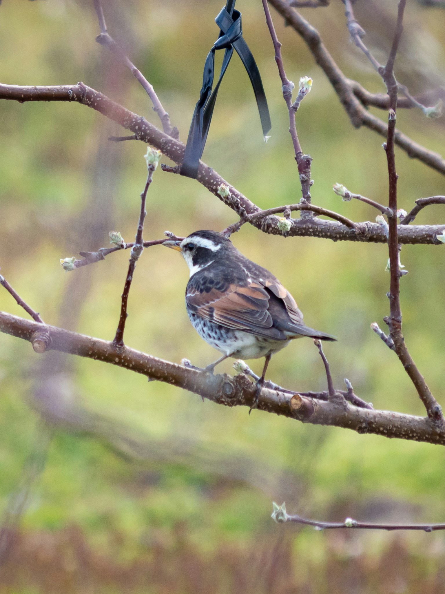 A small bird perched on a branch with budding leaves