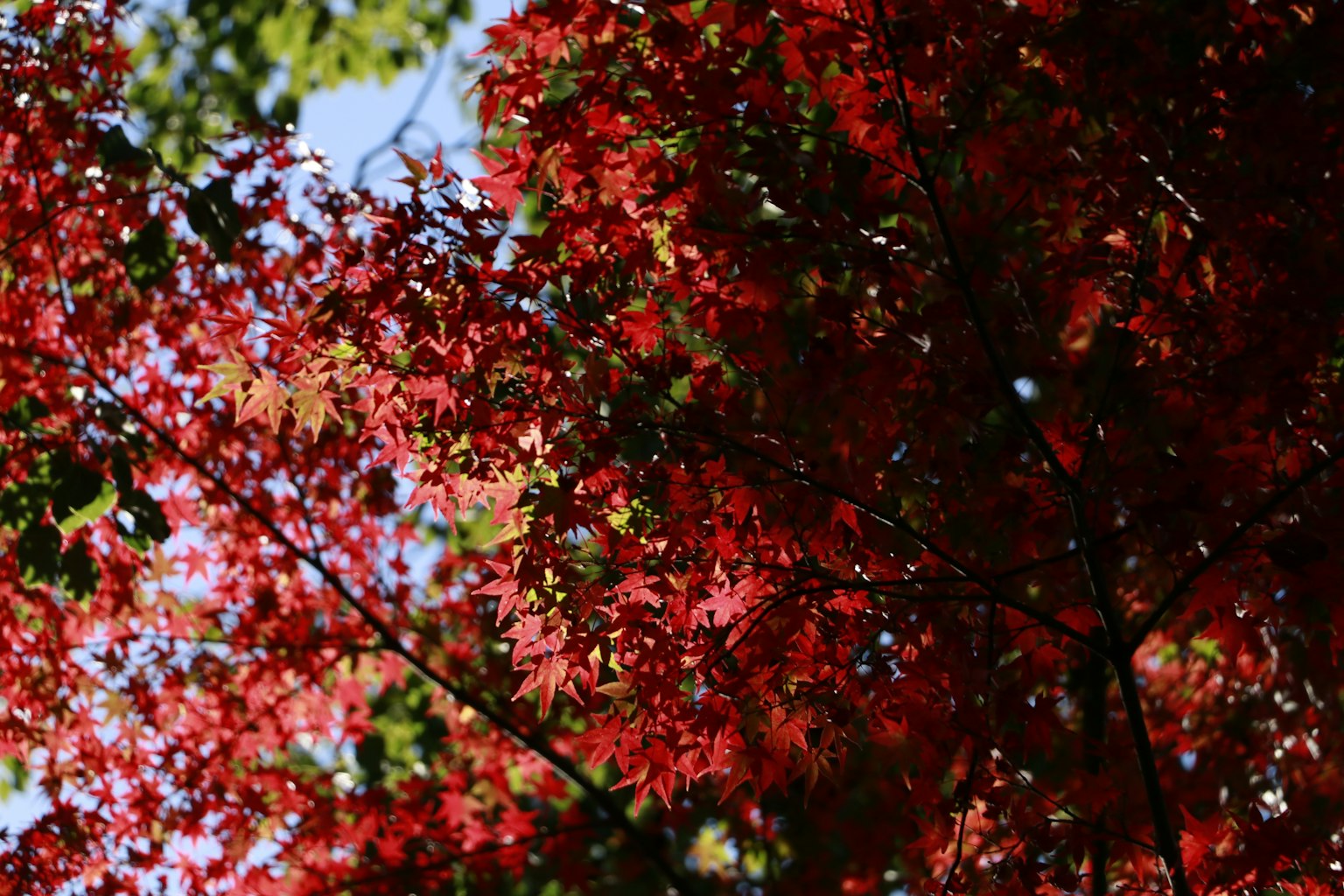 Feuilles rouges vibrantes sur les branches supérieures d'un arbre