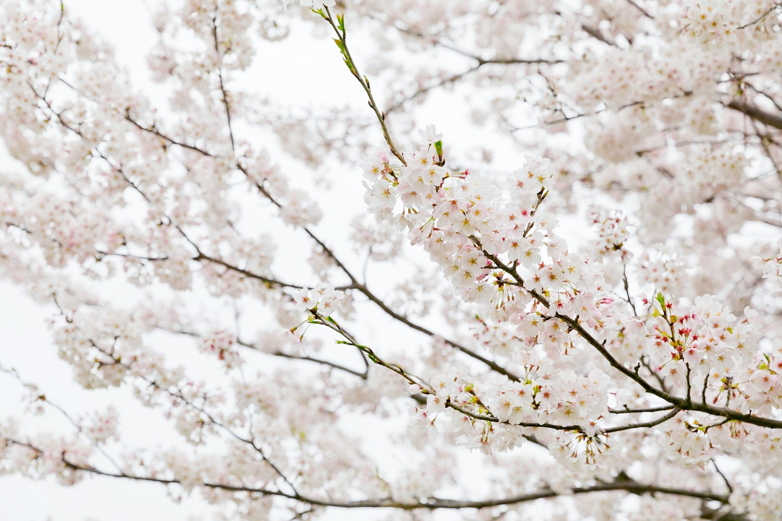 桜の花が咲く枝のクローズアップ淡いピンクの花びらと柔らかな背景