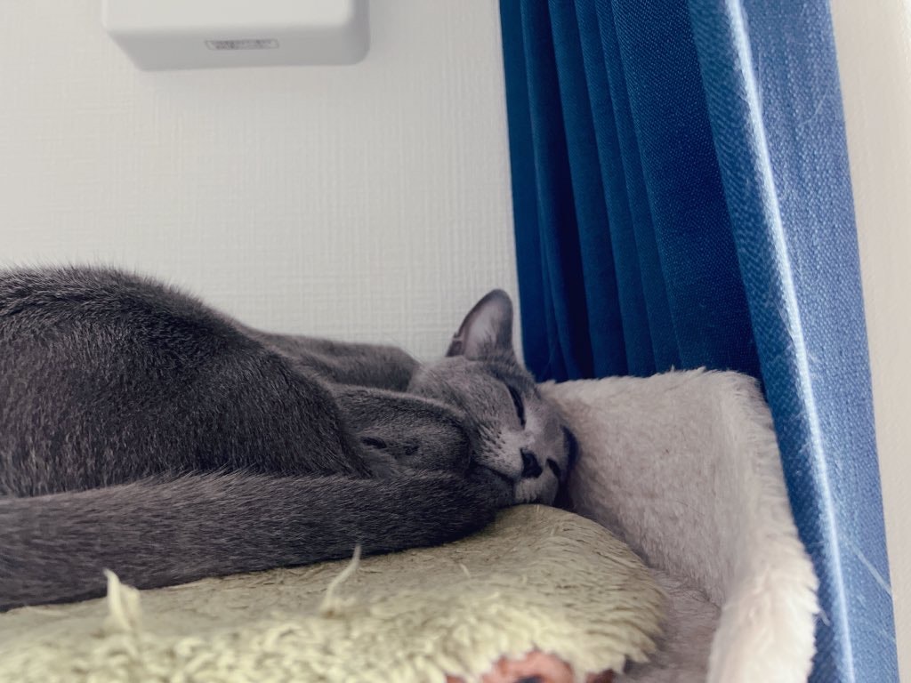 クッションに寄り添うグレーの猫の寝姿
