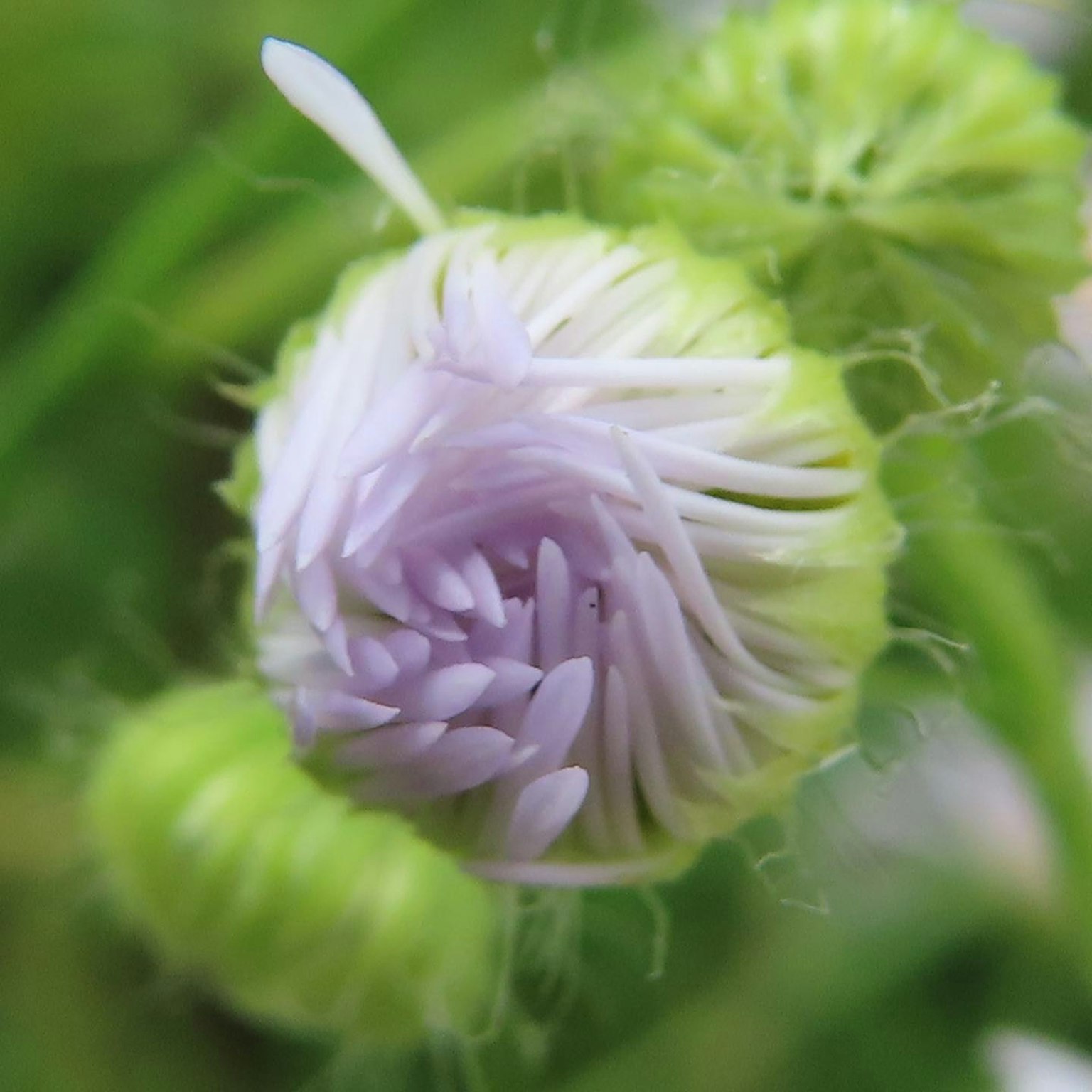 特寫植物，淡紫色花瓣從綠色芽中冒出