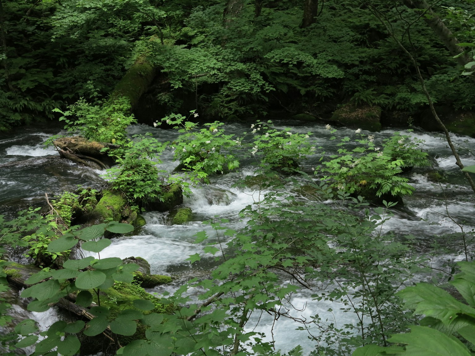 Un paisaje natural con un arroyo que fluye entre una vegetación exuberante