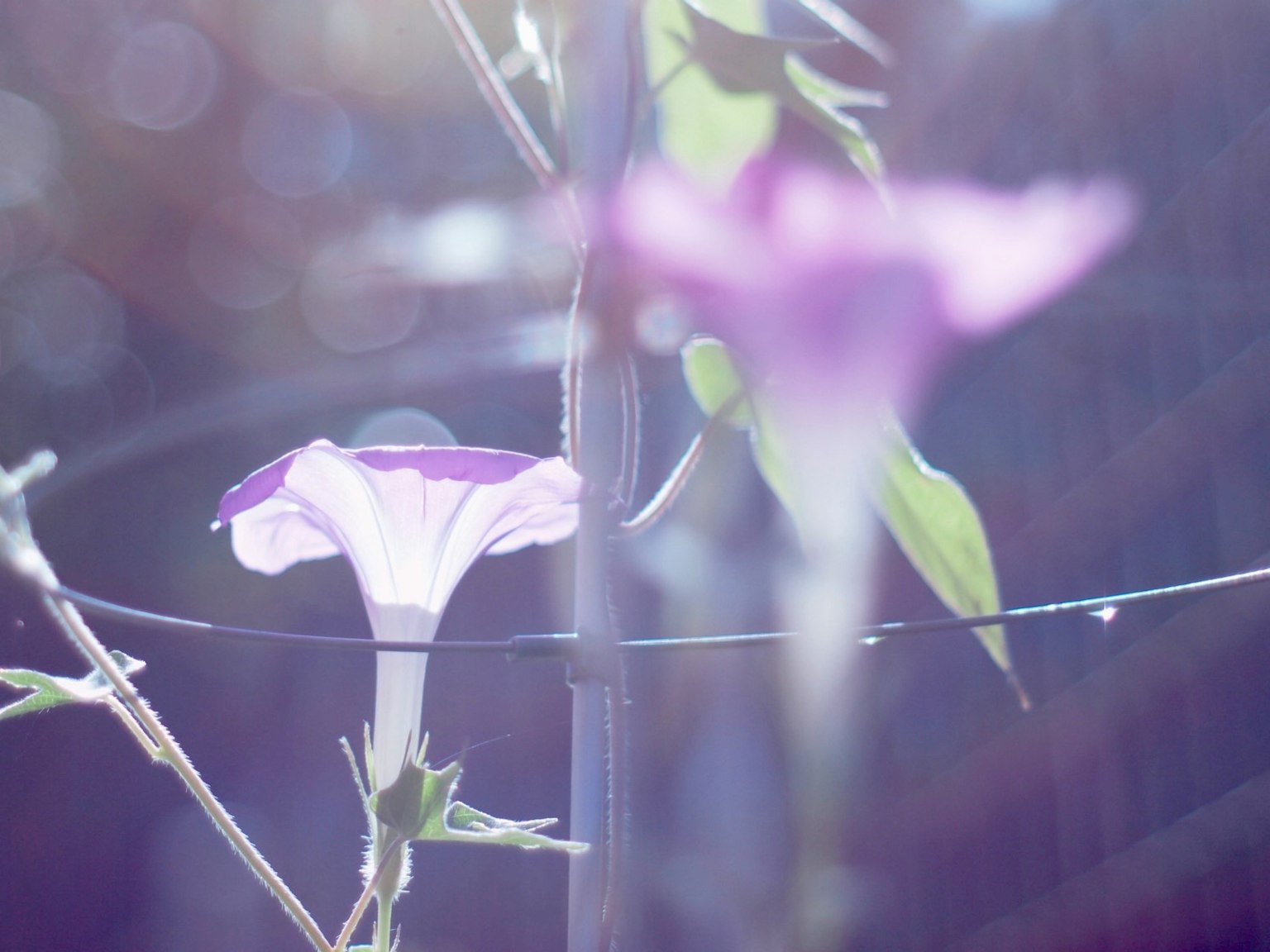 Immagine sfocata di fiori viola con luce soffusa