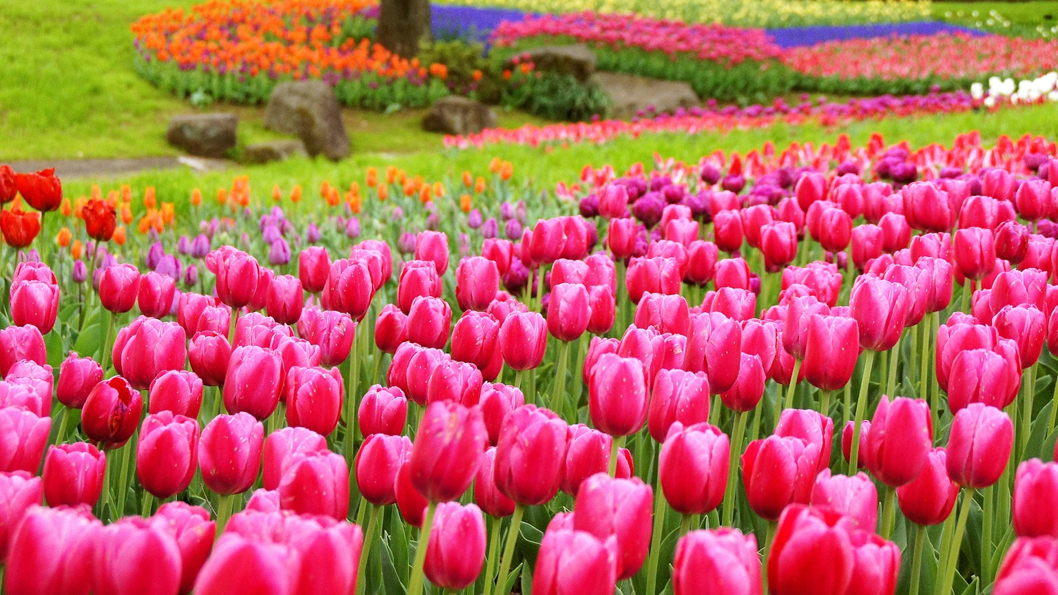 Campo de tulipanes vibrantes con flores rosas y multicolores