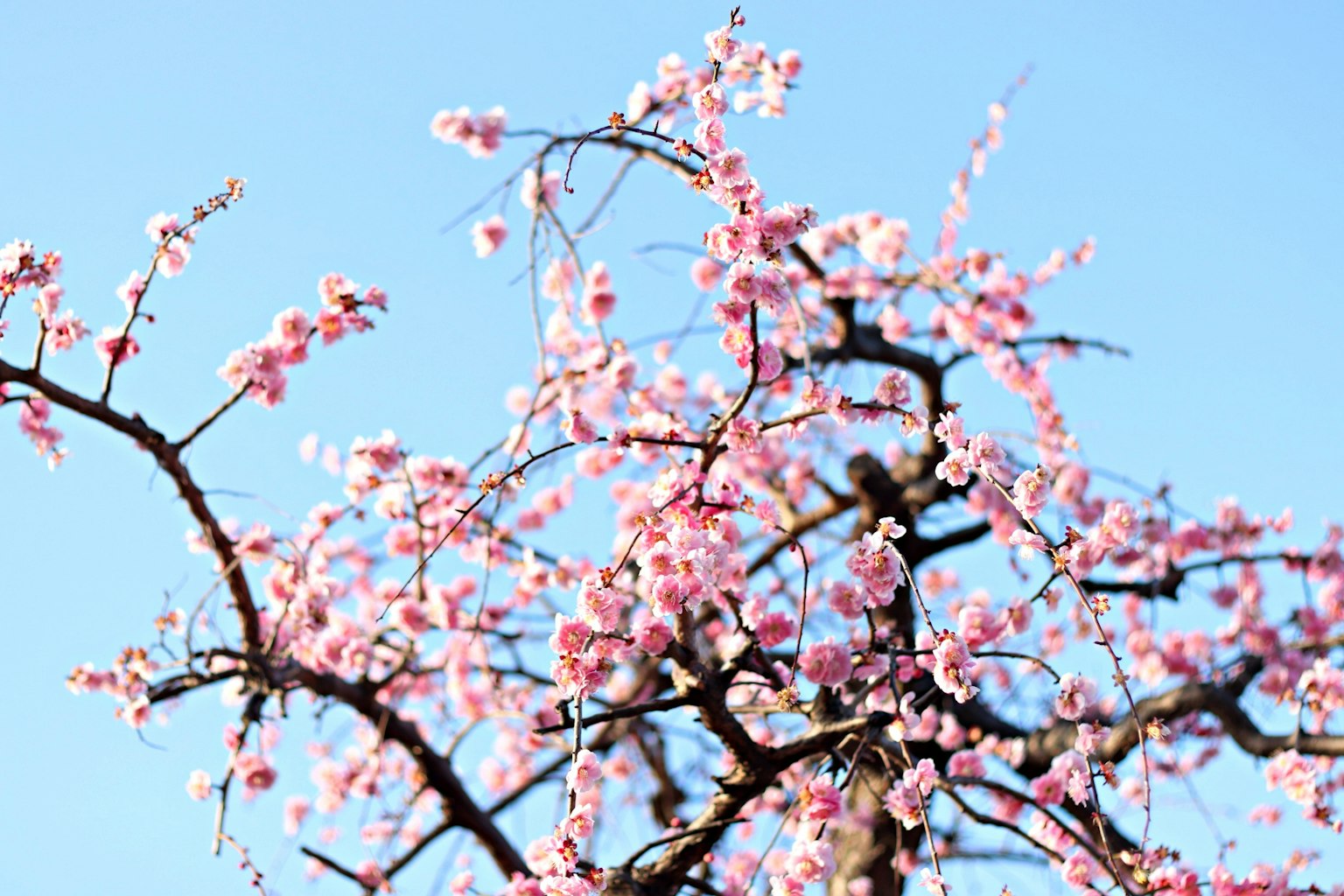 Rami adornati con delicati fiori rosa contro un cielo blu