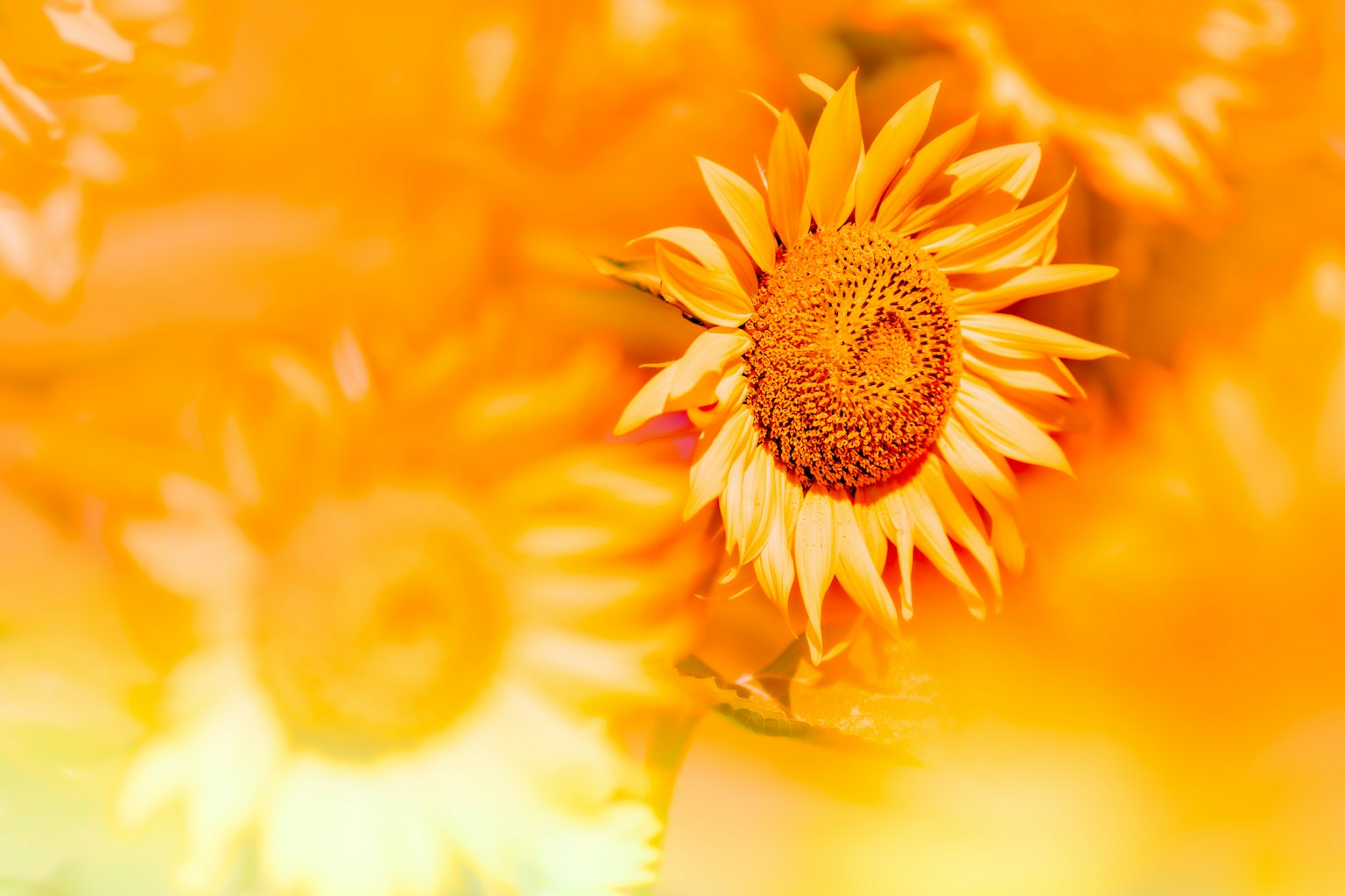 Gros plan d'un tournesol sur un fond orange vif