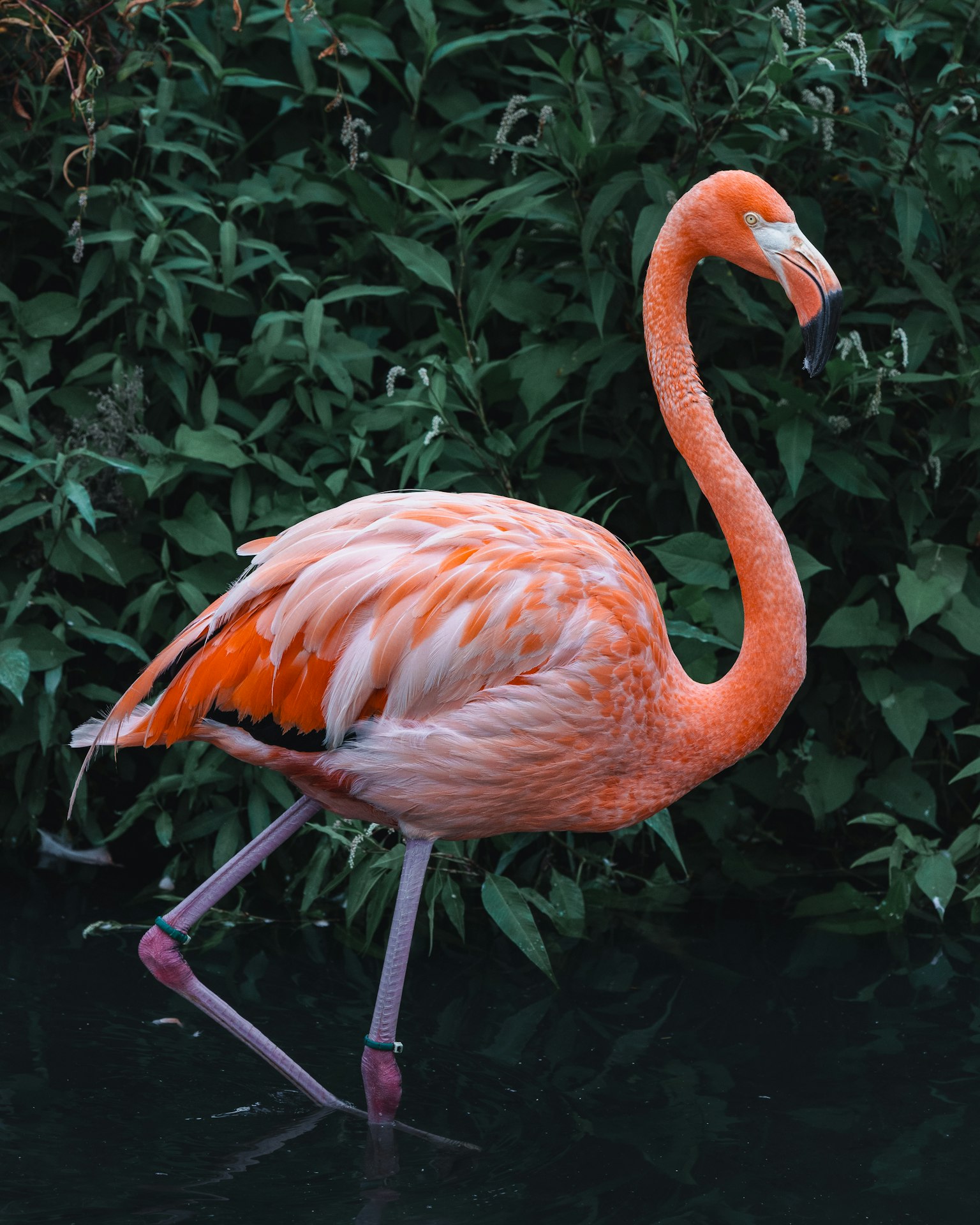 Ein orangefarbener Flamingo, der am Wasser läuft