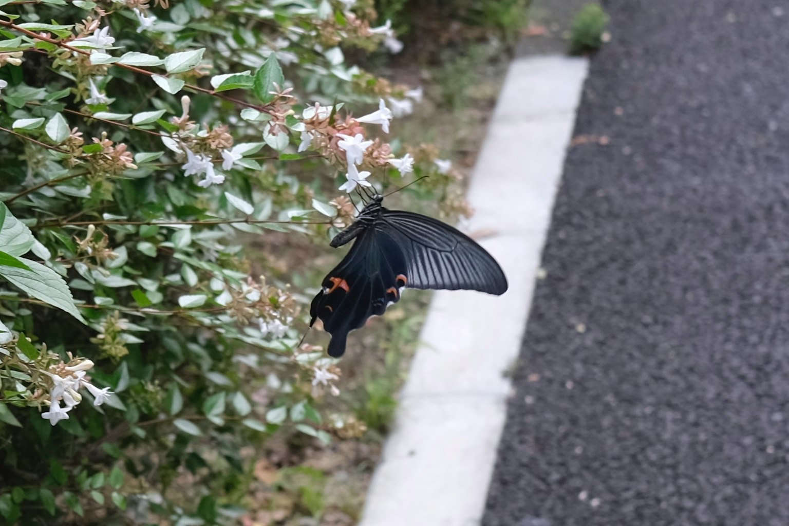 Un papillon noir volant près des fleurs