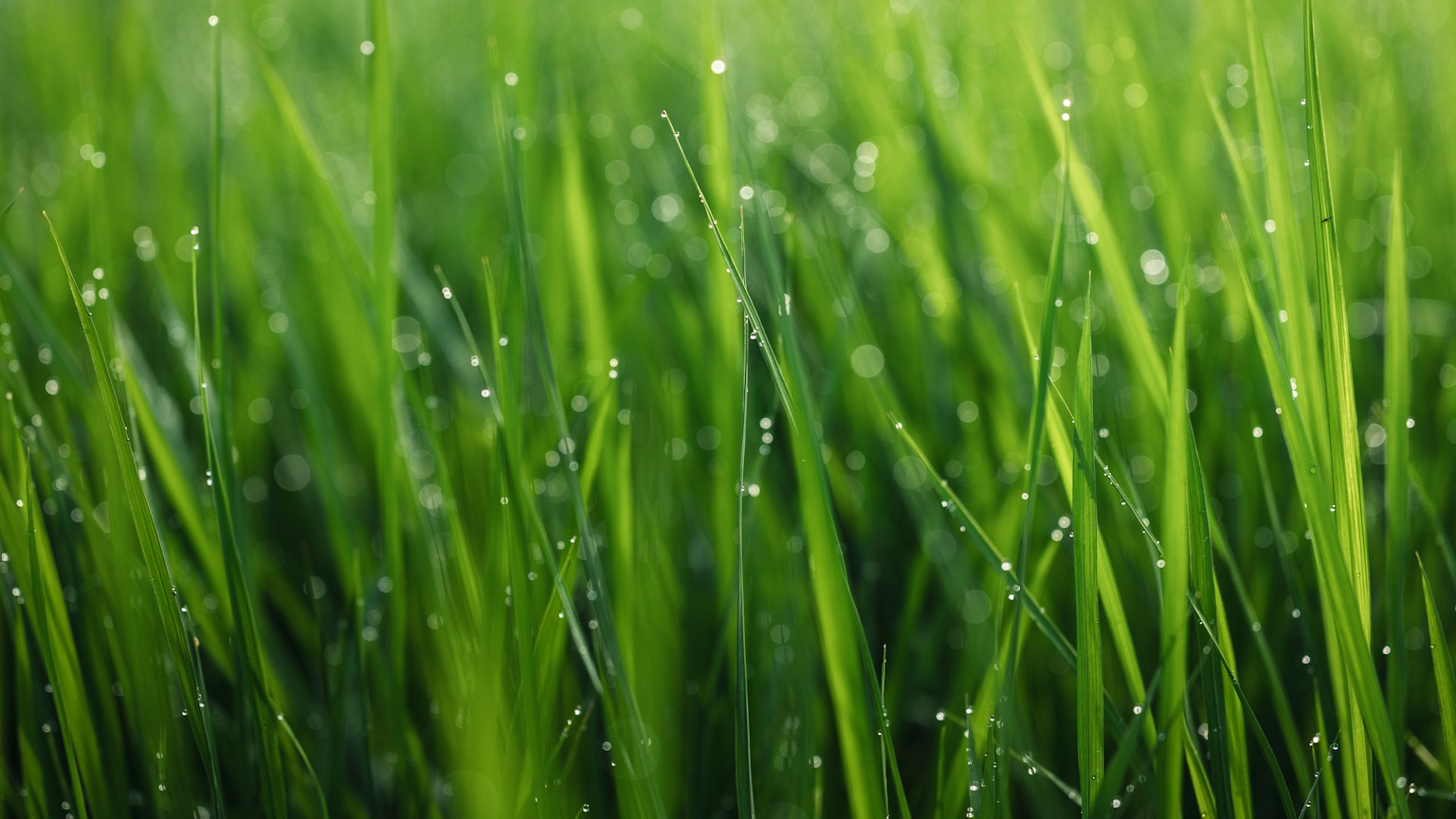 Nahaufnahme von grünen Grasblättern mit Tautropfen