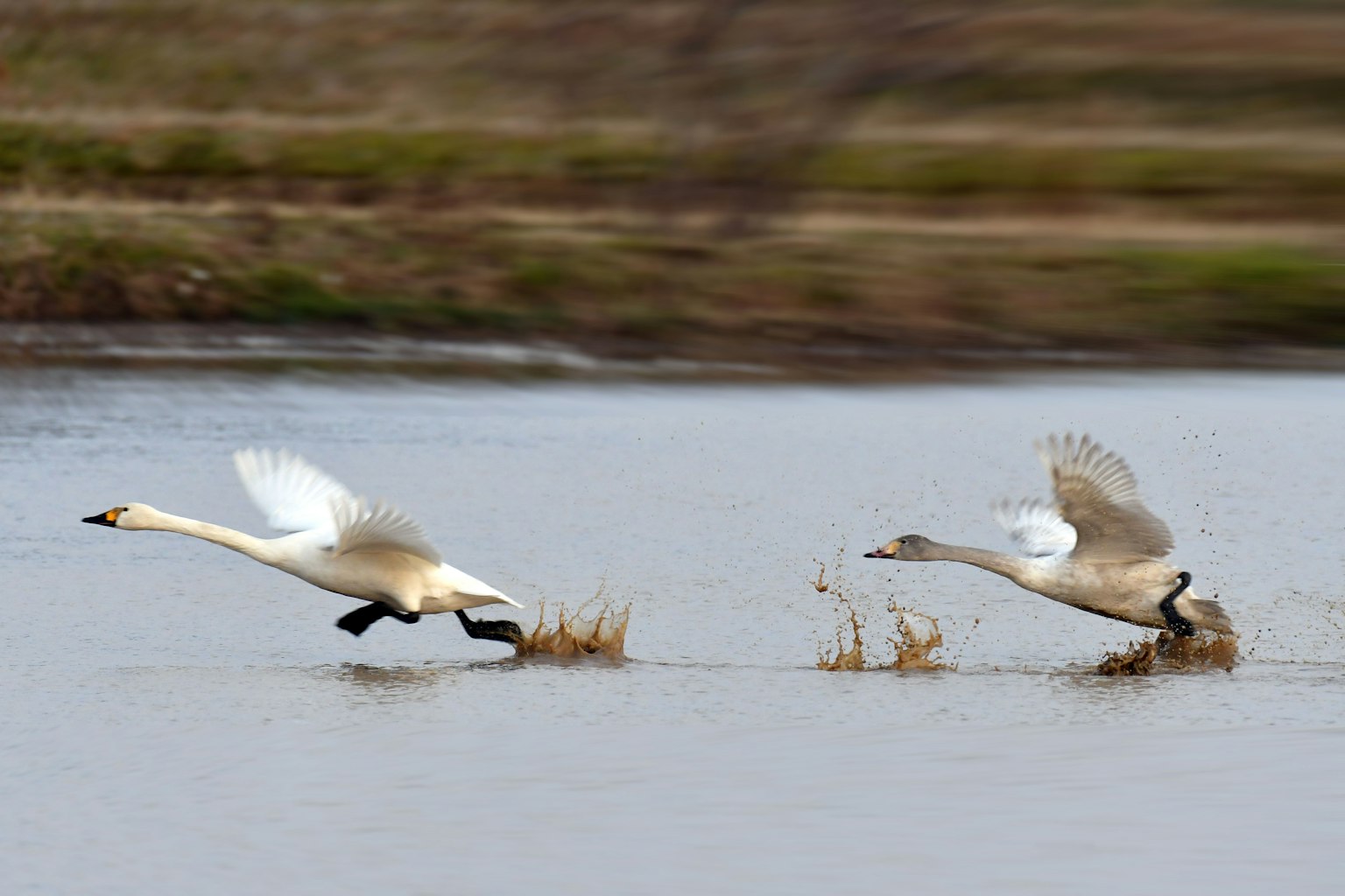 Deux cygnes décollant de la surface de l'eau dans un moment dynamique