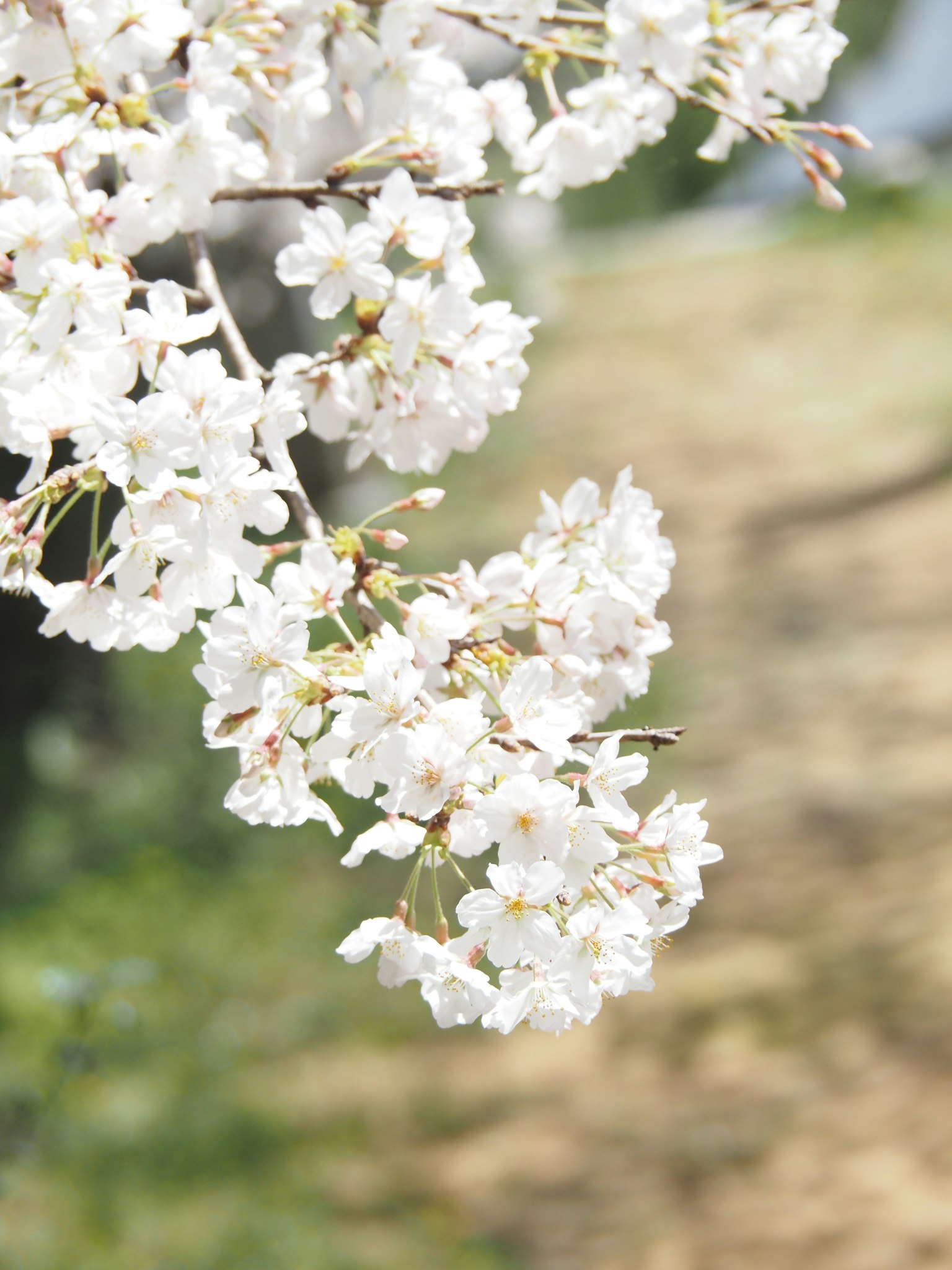 Acercamiento de flores de cerezo blancas en una rama con fondo verde