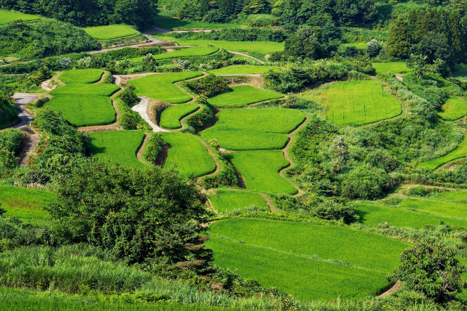 Lush green rice terraces with winding patterns