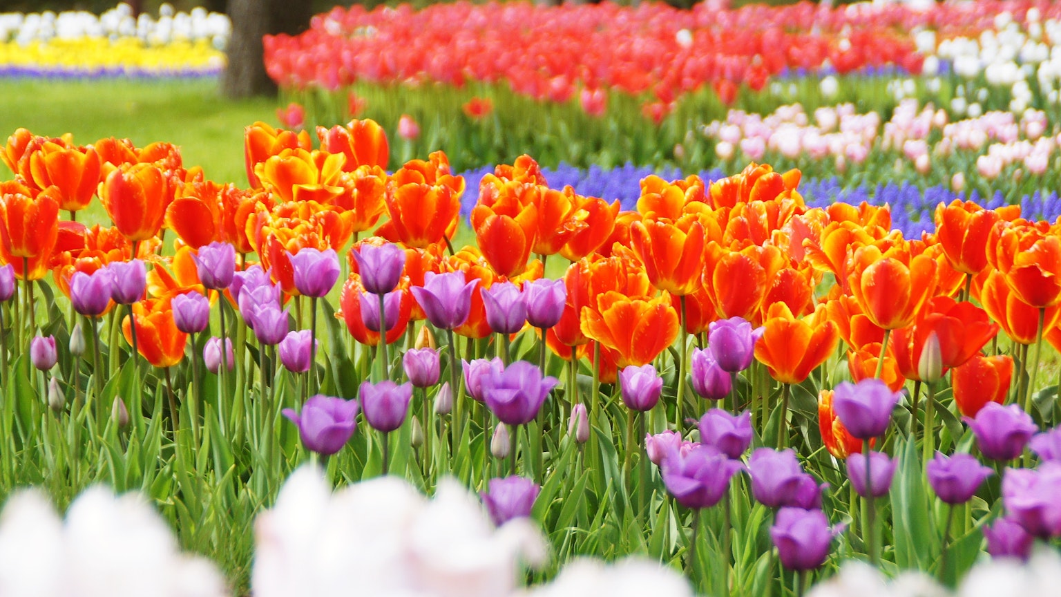 Cánh đồng hoa rực rỡ đầy tulip màu sắc khác nhau