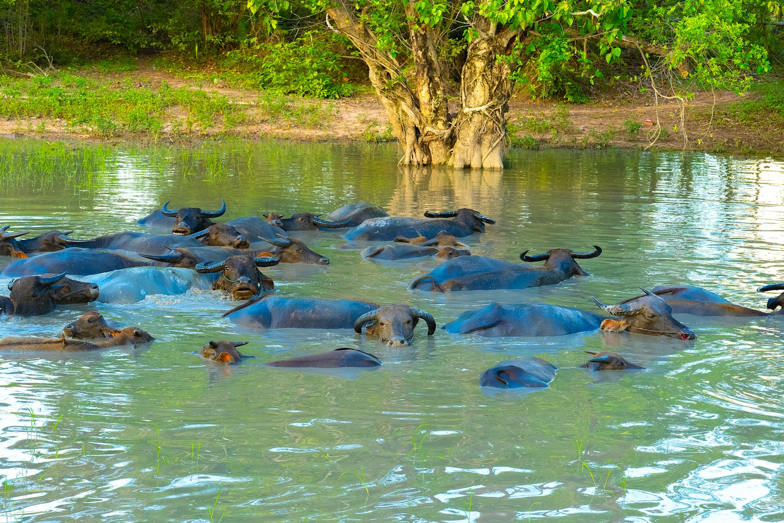 Horde de buffles d'eau dans un étang avec des arbres verts