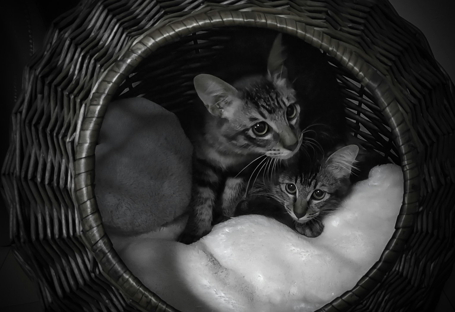 Deux chats blottis ensemble dans un panier en osier