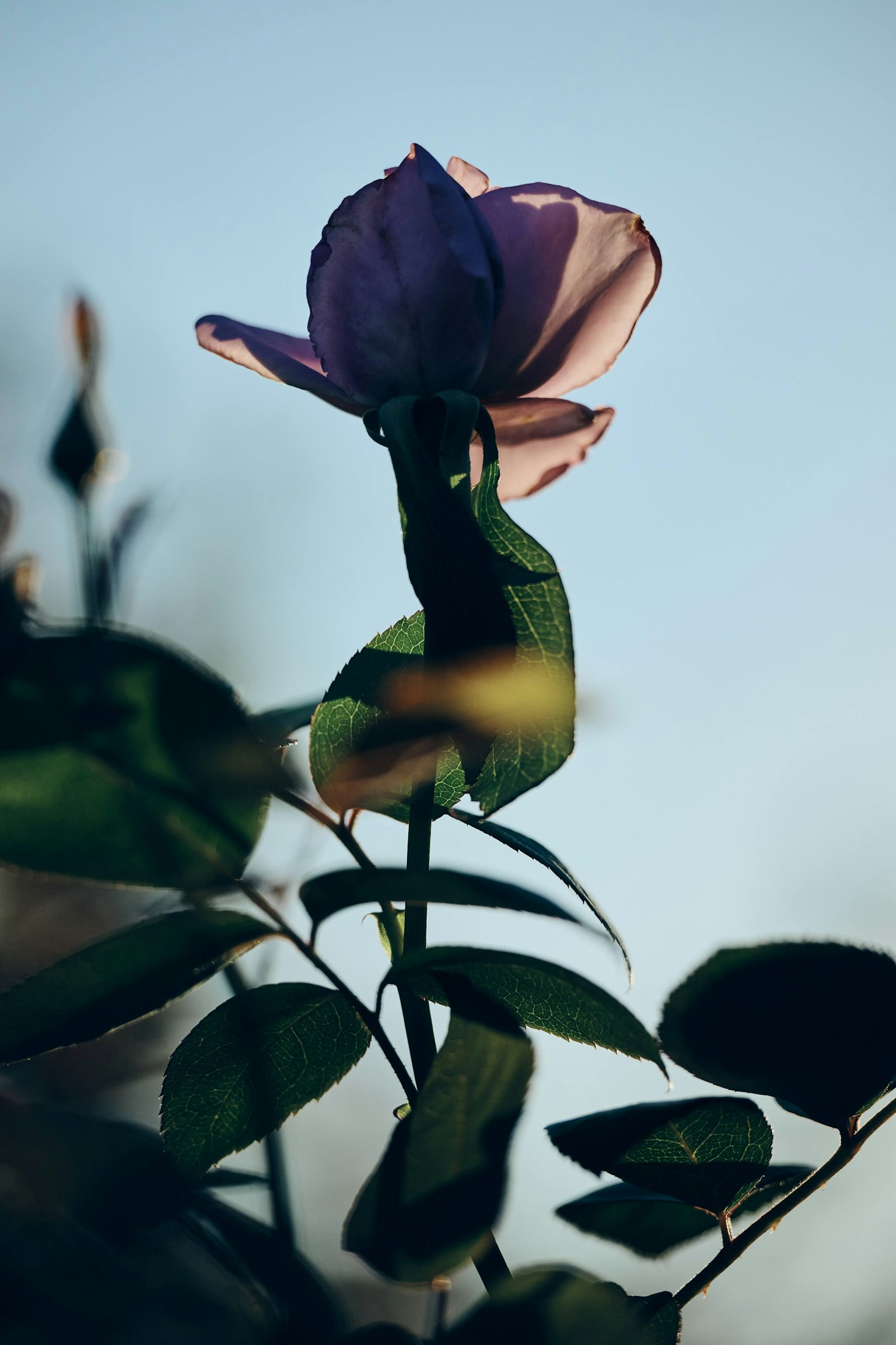 Belle fleur de rose avec des pétales violets clairs et des feuilles vertes