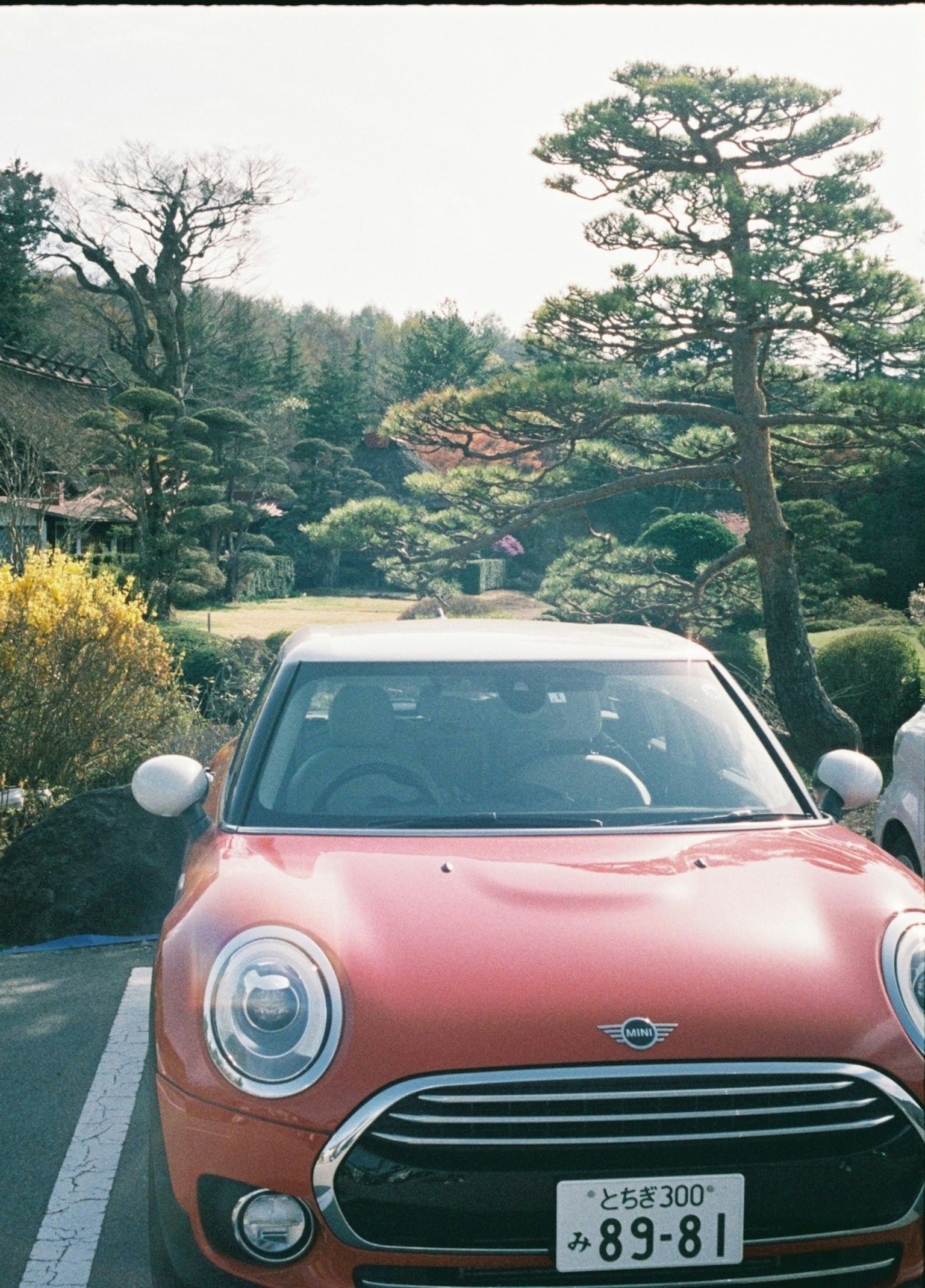 Orange Mini Cooper parked in a garden with lush greenery