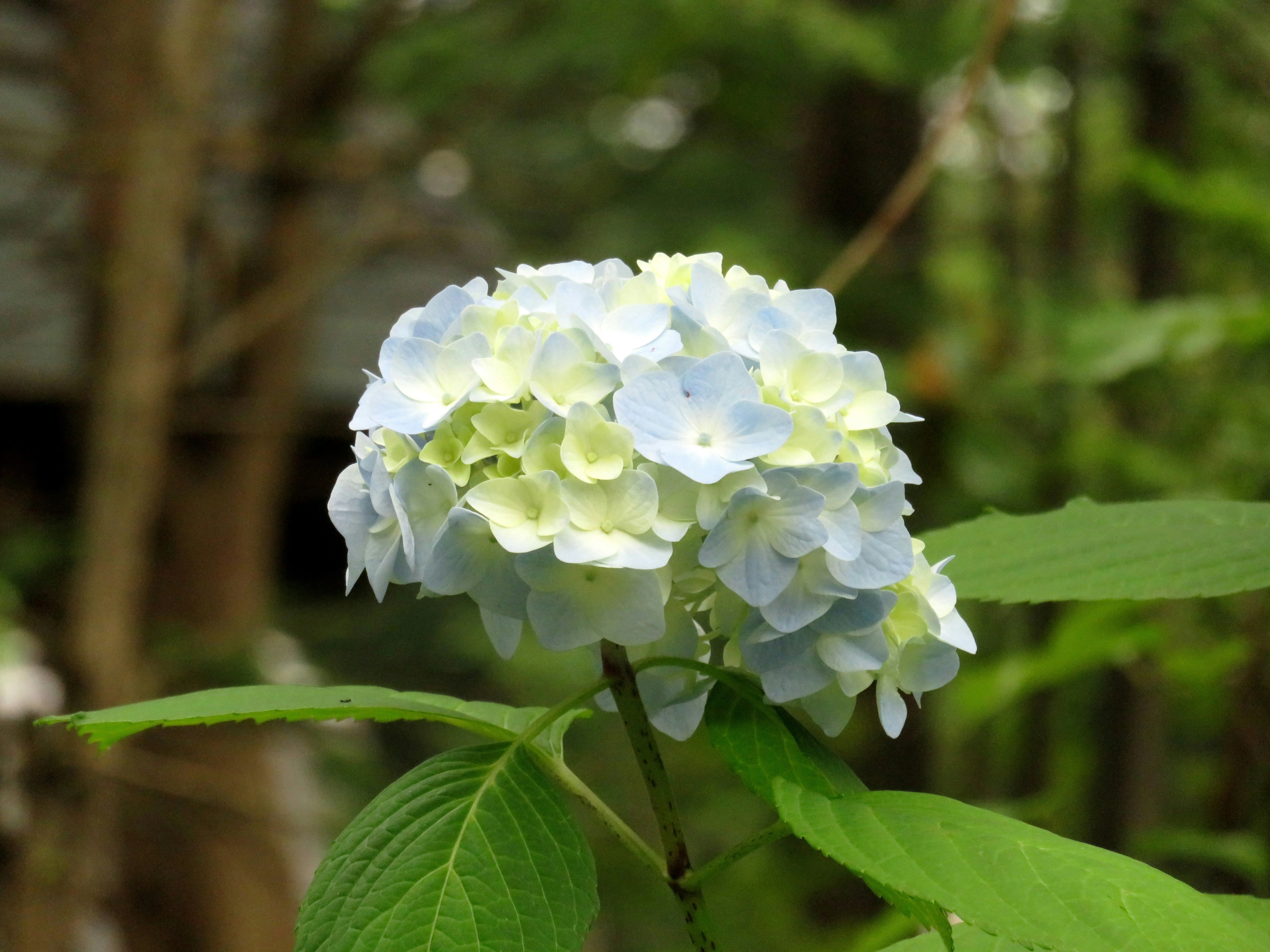 緑の葉に寄り添う白いアジサイの花