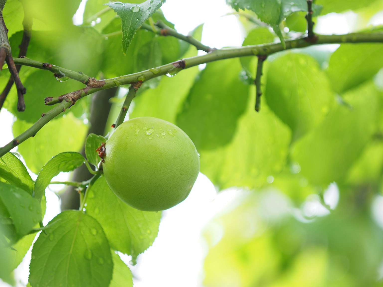 Un fruit vert suspendu parmi des feuilles vertes luxuriantes
