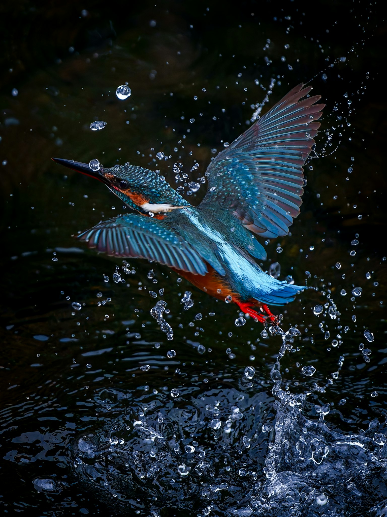 Un re del pesce dai colori vivaci che si alza dalla superficie dell'acqua creando spruzzi