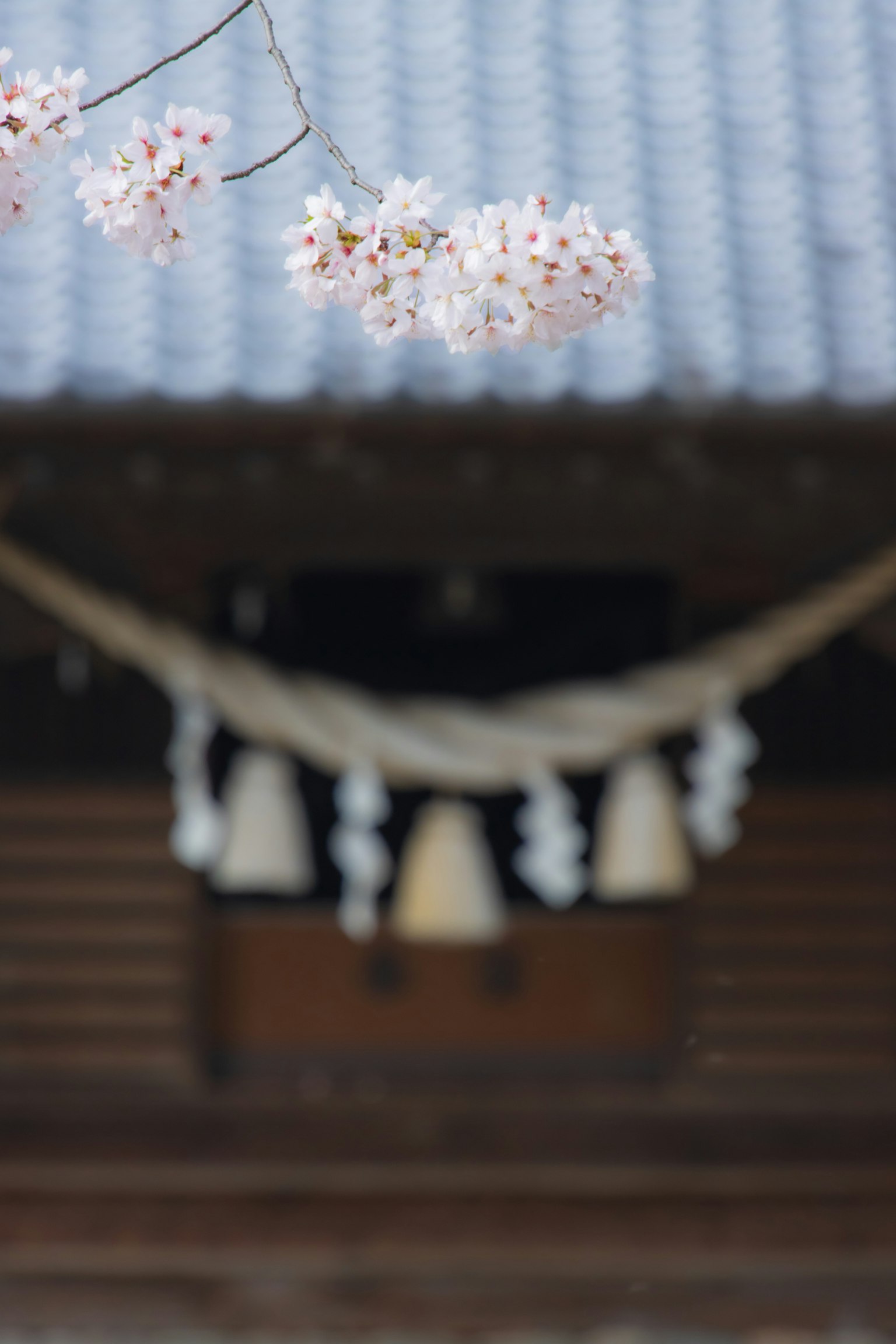 Fleurs de cerisier au premier plan d'une maison japonaise traditionnelle avec des éléments décoratifs