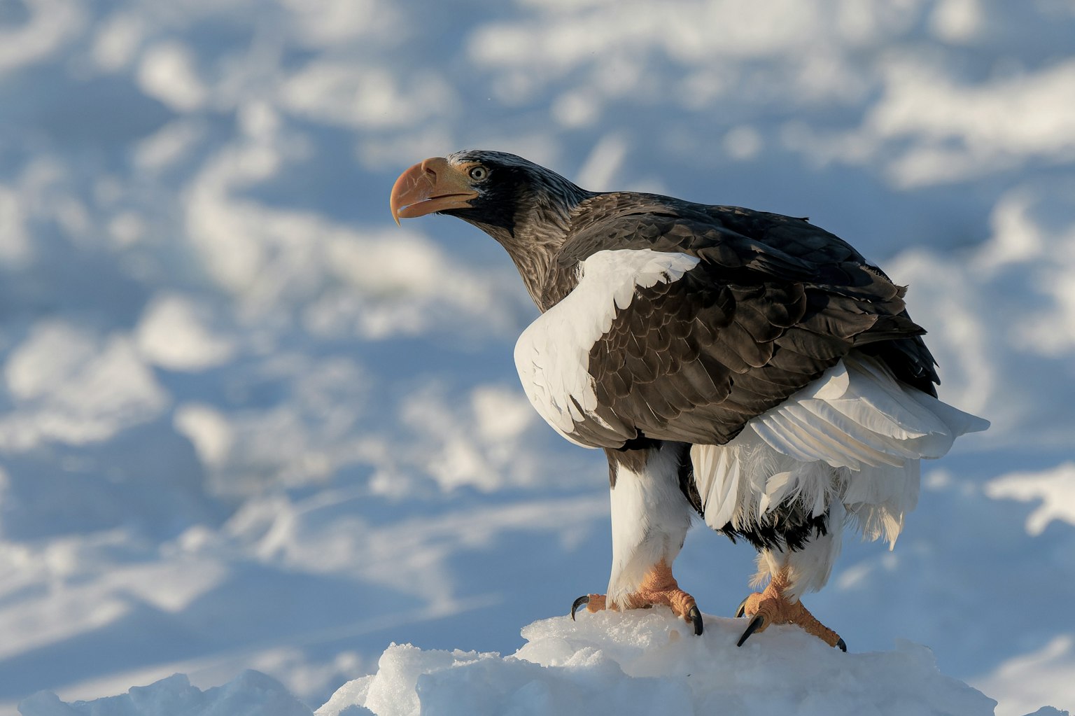 Stellerseeadler steht im Schnee