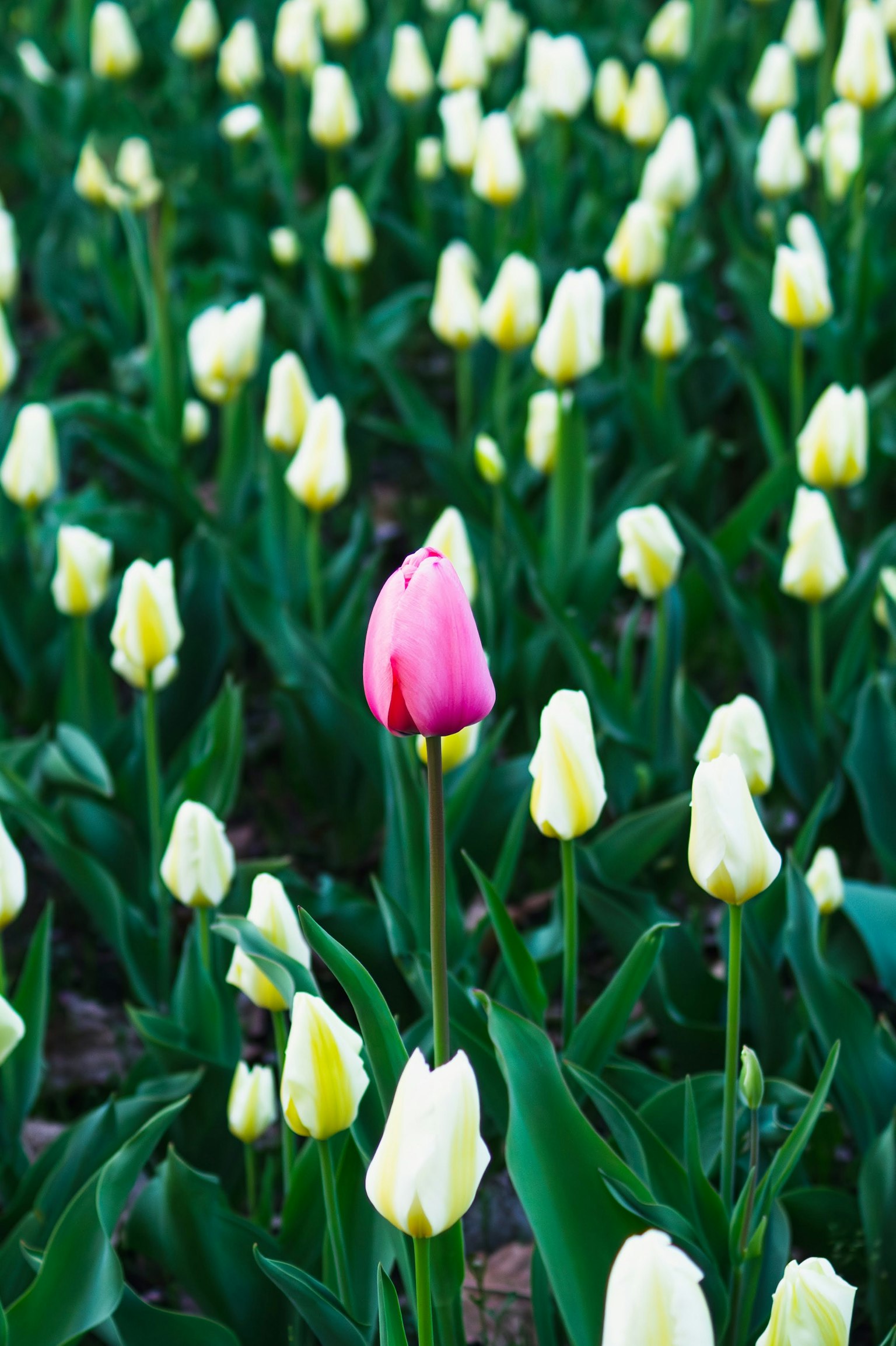 Sebuah tulip merah muda berdiri di antara tulip putih di ladang yang cerah