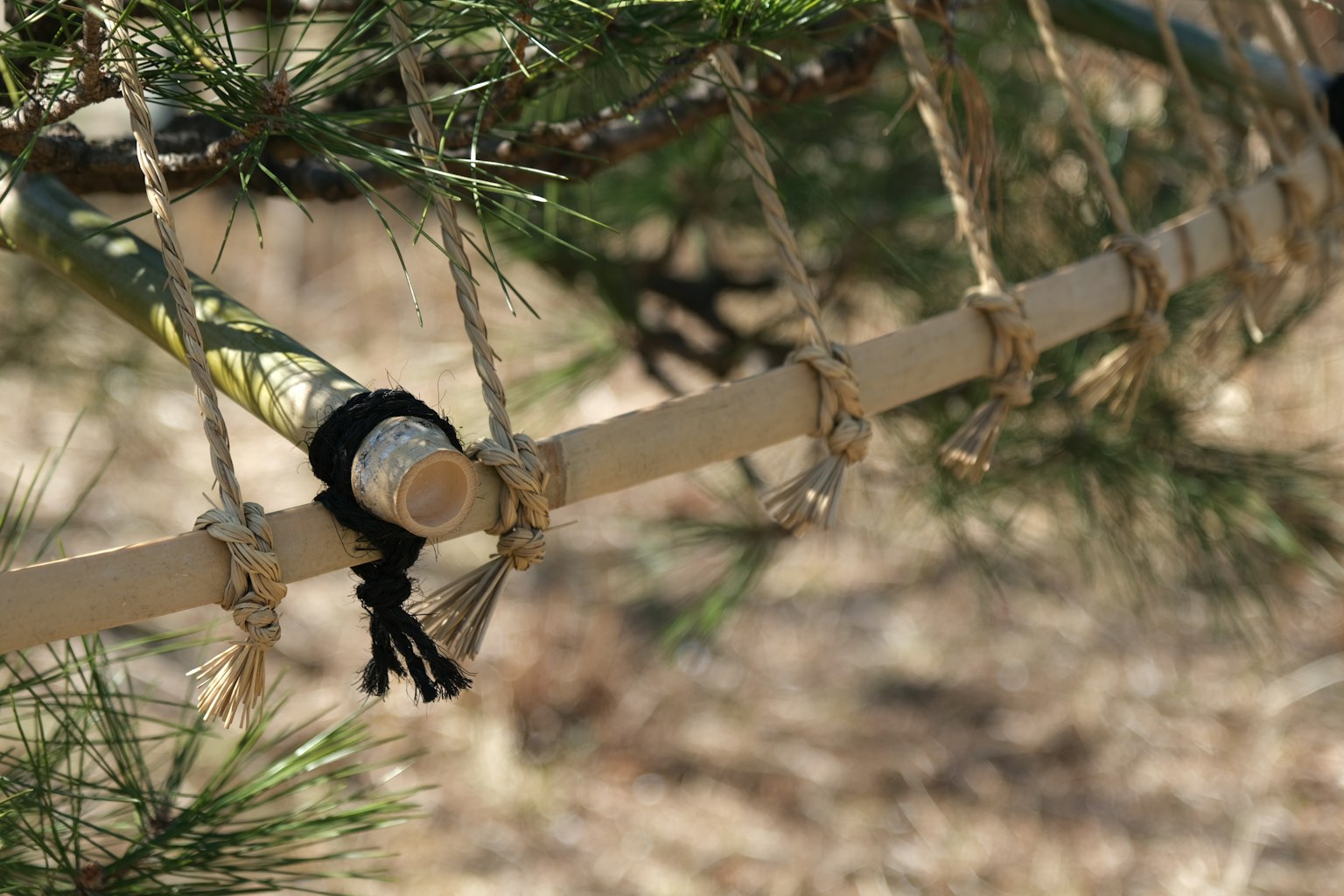 Close-up of a bamboo stick tied with rope on a tree branch