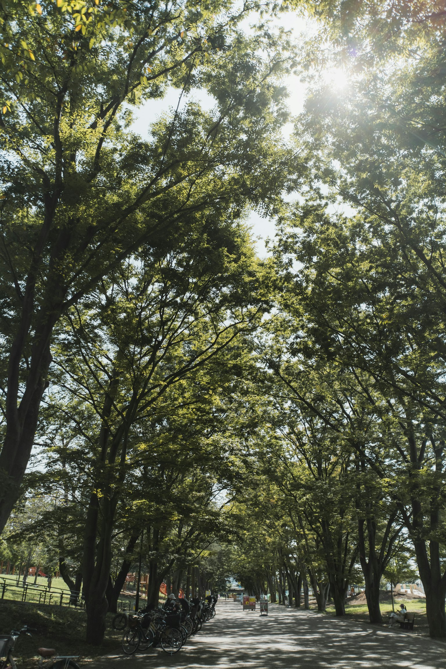 Jalan tenang dikelilingi pohon hijau subur sinar matahari menyaring melalui daun
