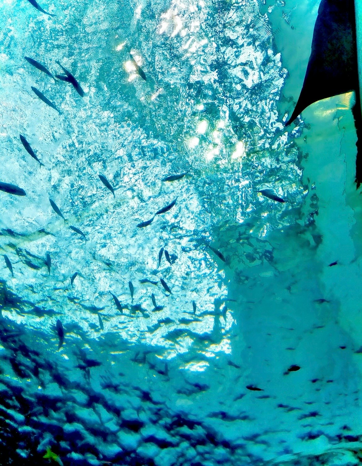 水中を群れで泳ぐ魚と青い海の光の筋