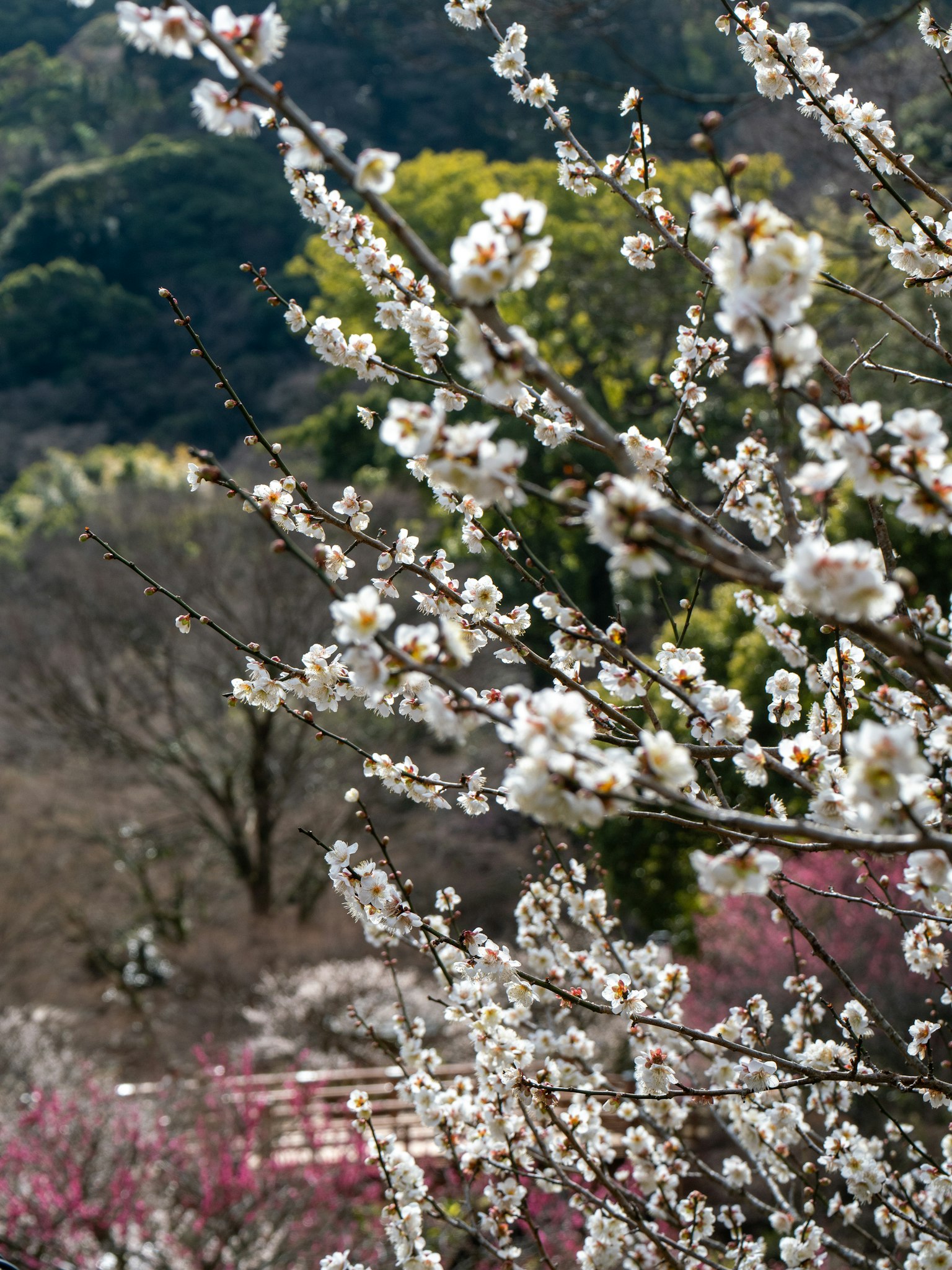 Blossoming white flowers on branches with lush green mountains in the background