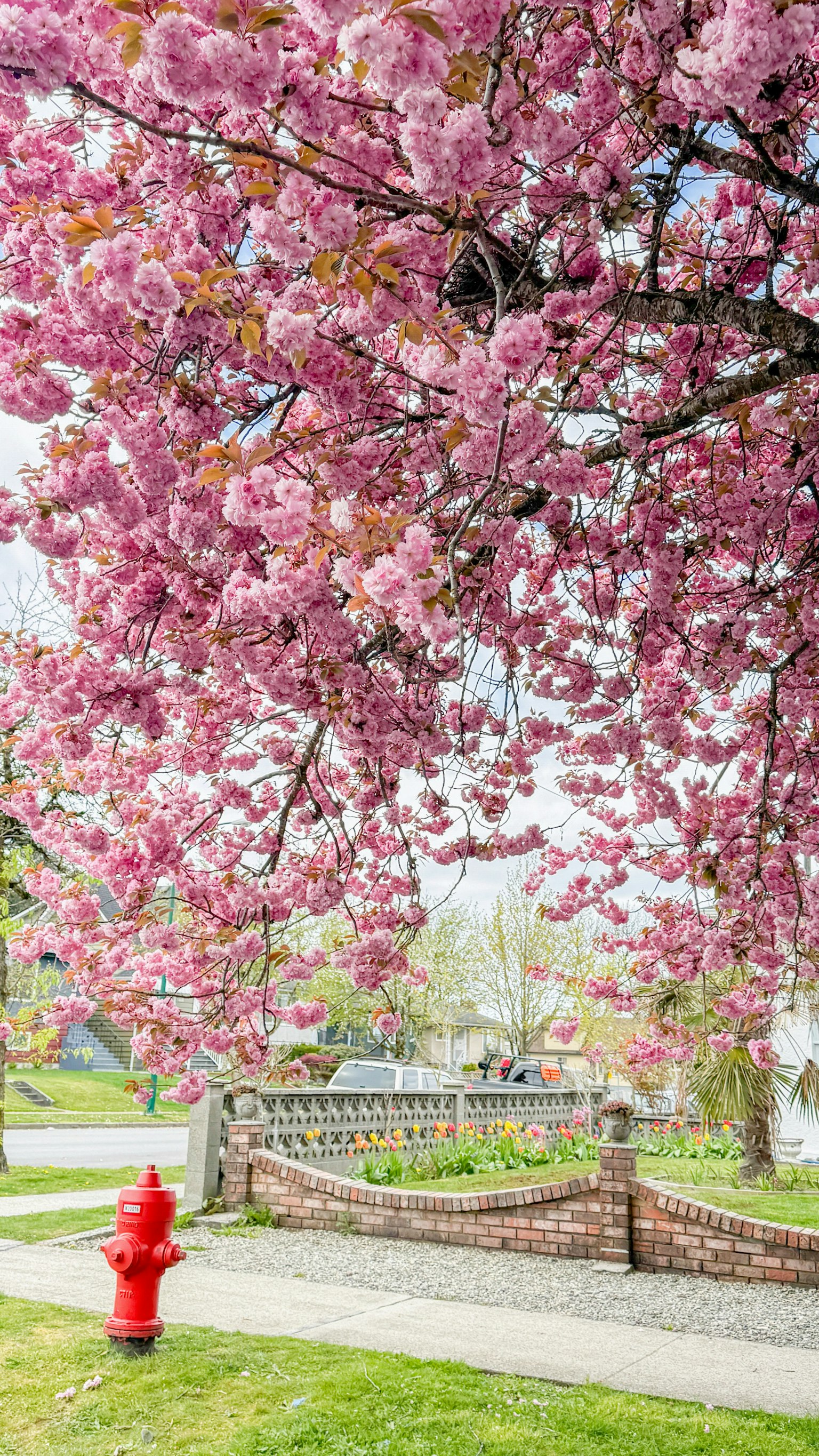 Eine Landschaft mit einem blühenden Kirschbaum und einem roten Hydranten