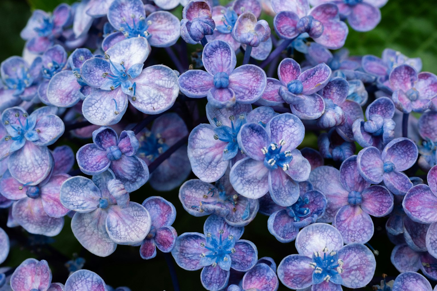 Acercamiento de una planta con flores azules y moradas