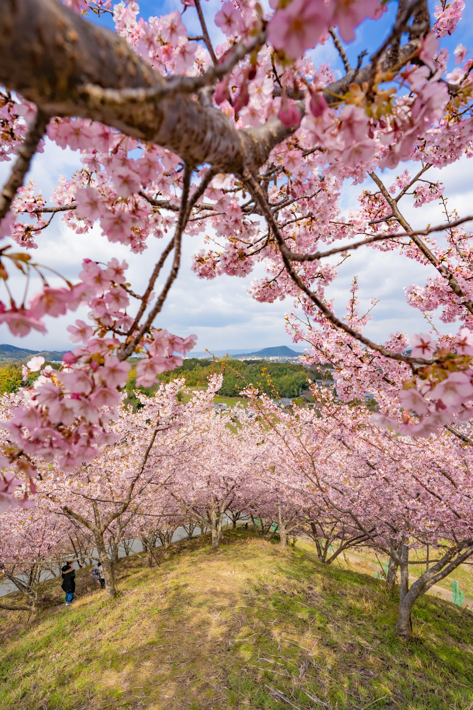 Un paisaje con cerezos en flor con flores rosas vibrantes