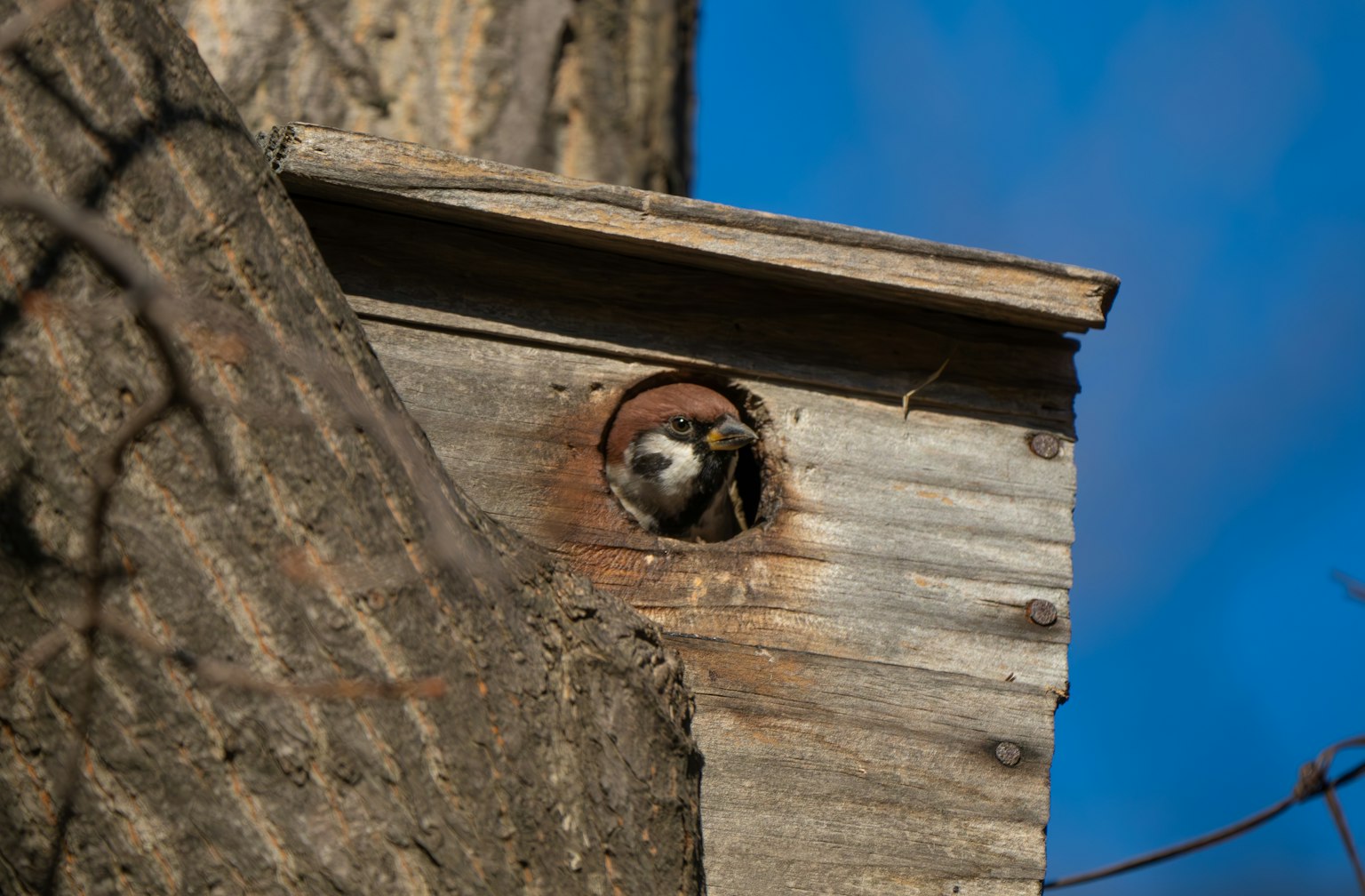 Un pequeño pájaro asomándose de una casa de madera contra un cielo azul