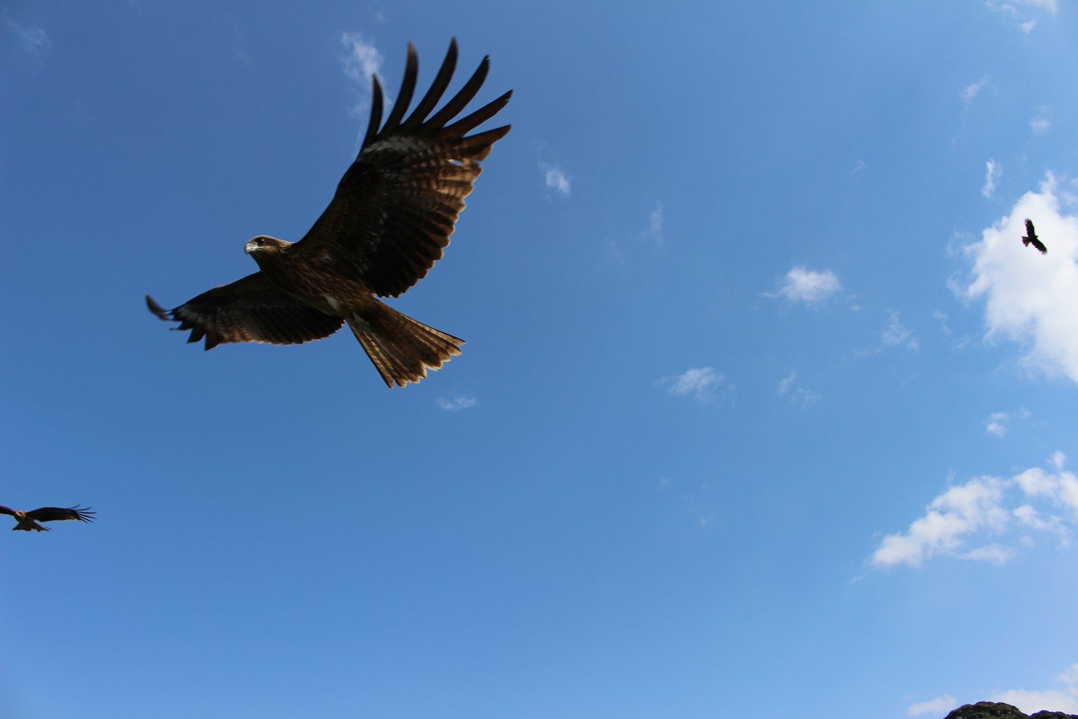 Un aigle majestueux planant contre un ciel bleu avec des ailes déployées